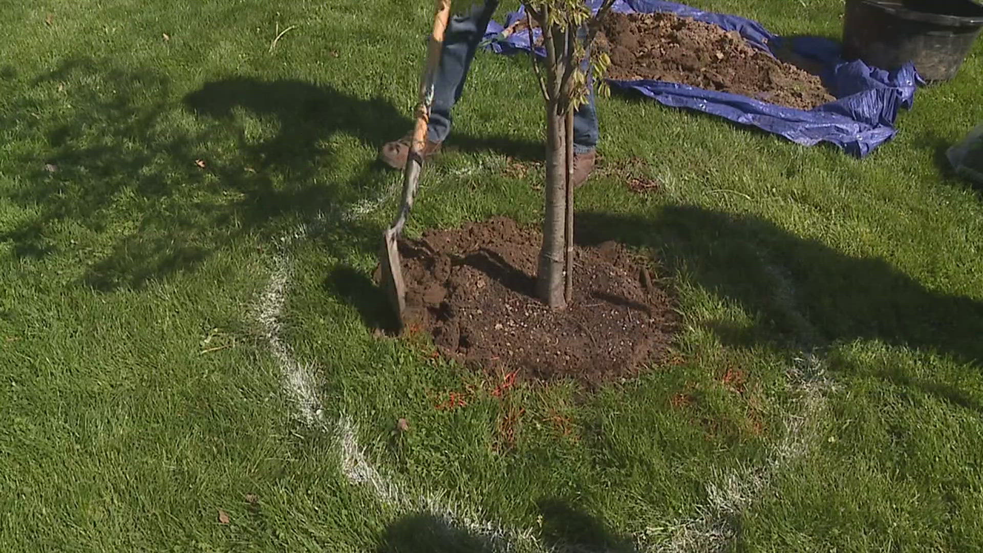The two trees were donated by the City of Moline.