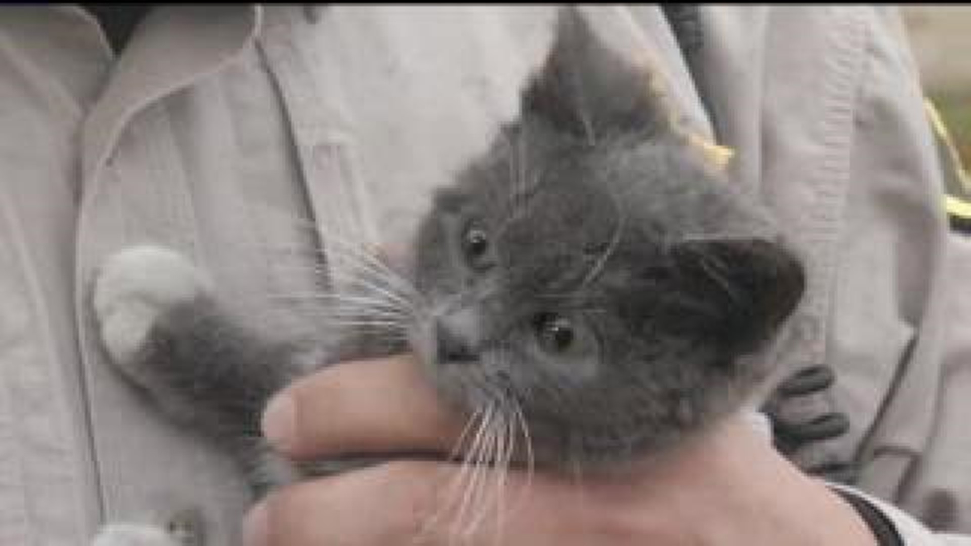 Kitty saved from house fire