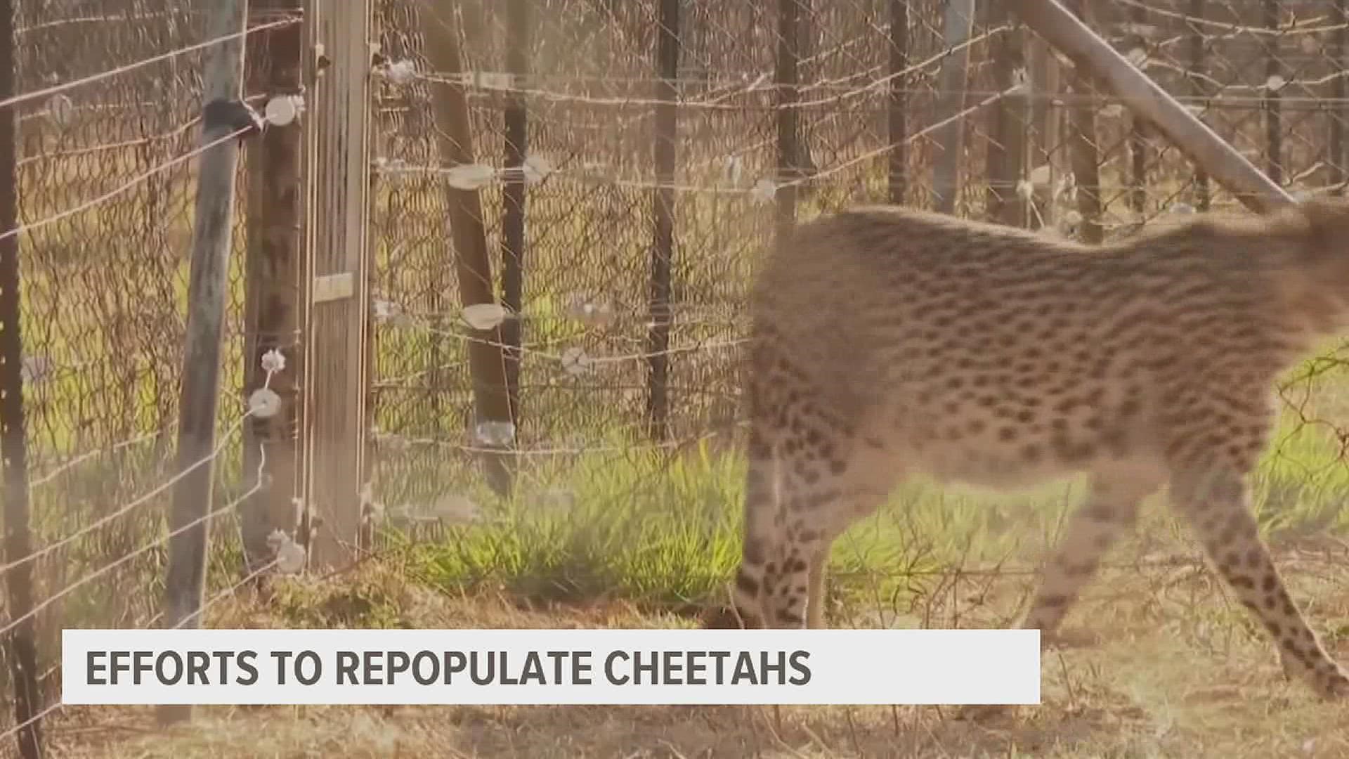 David says the only cheetahs he knows are the Cheetah Girls