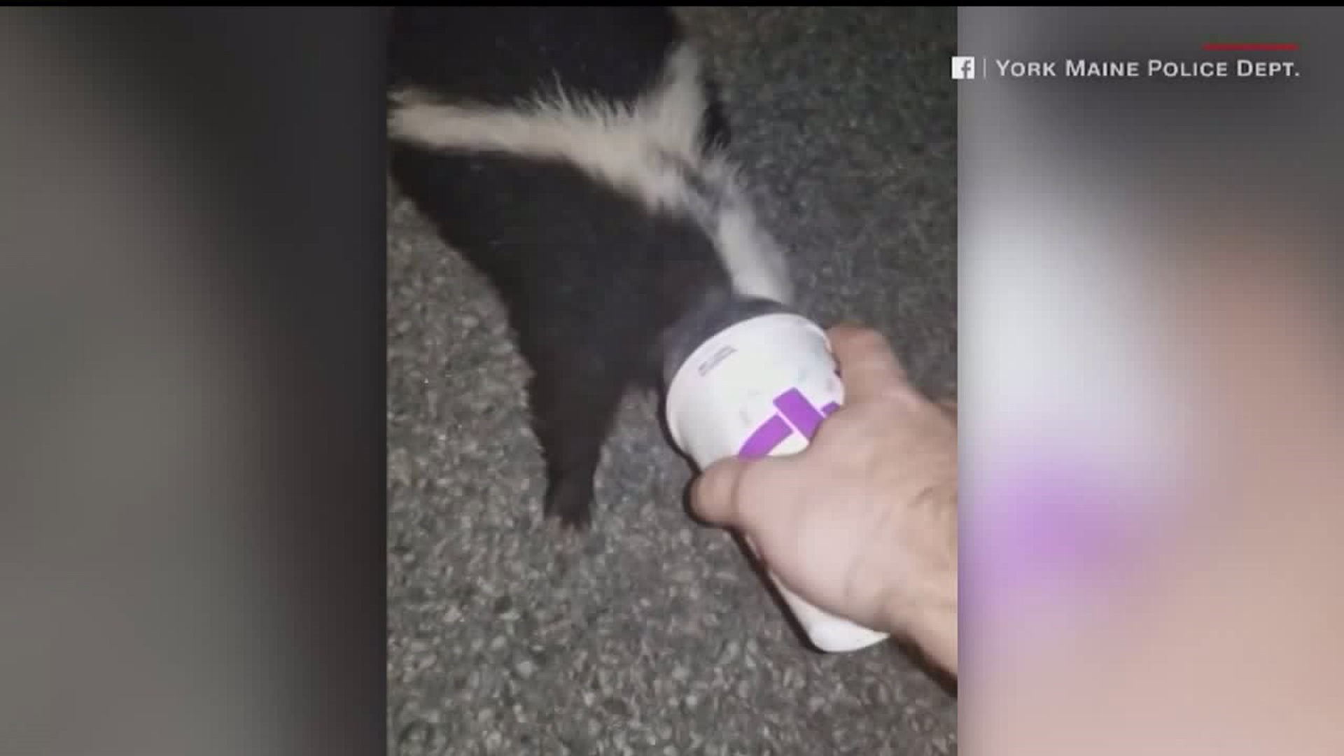 Officer saves skunk from McFlurry cup
