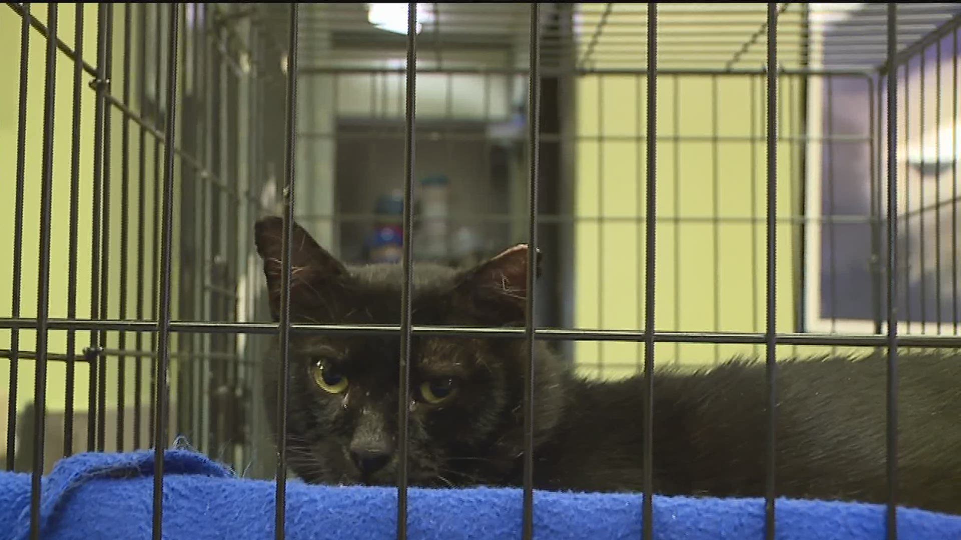 King's Harvest Pet Rescue says they started quarantine out strong, nearly clearing out the entire shelter. Now, they're filling back up with fewer resources.