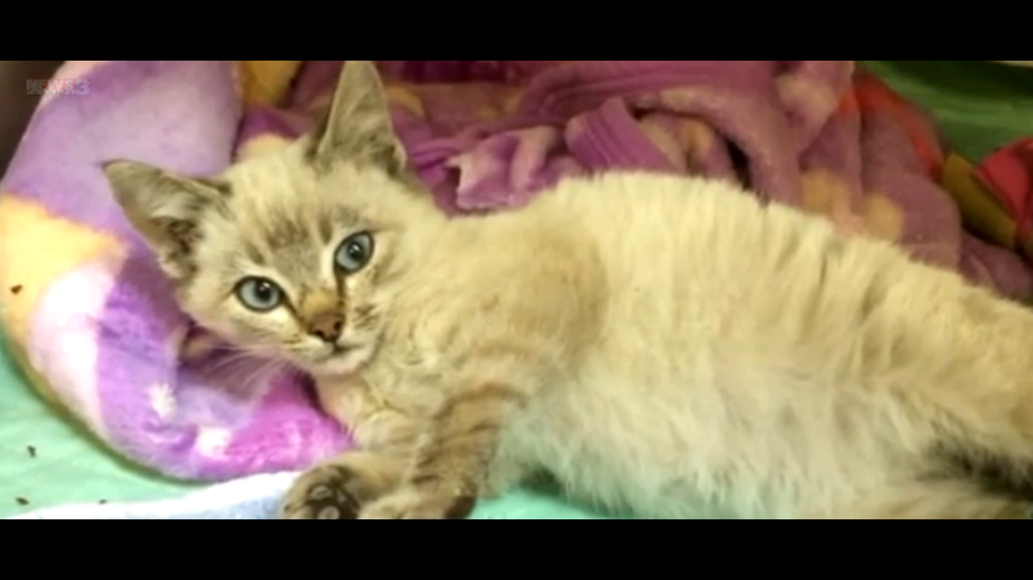 Kitten shrinkwrapped to package and shipped more than 500 miles