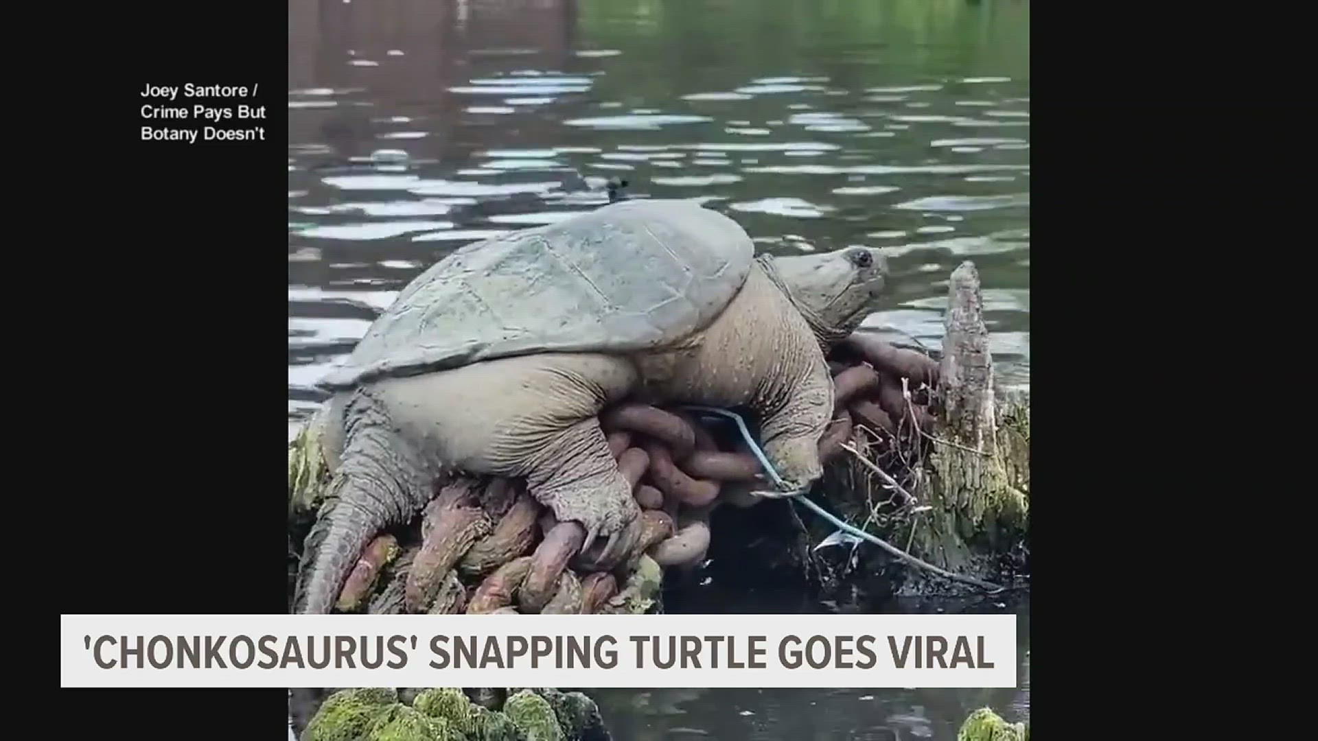 'Chonkosaurus' the snapping turtle was spotted along the Chicago River. It most likely has recently emerged from hibernation.