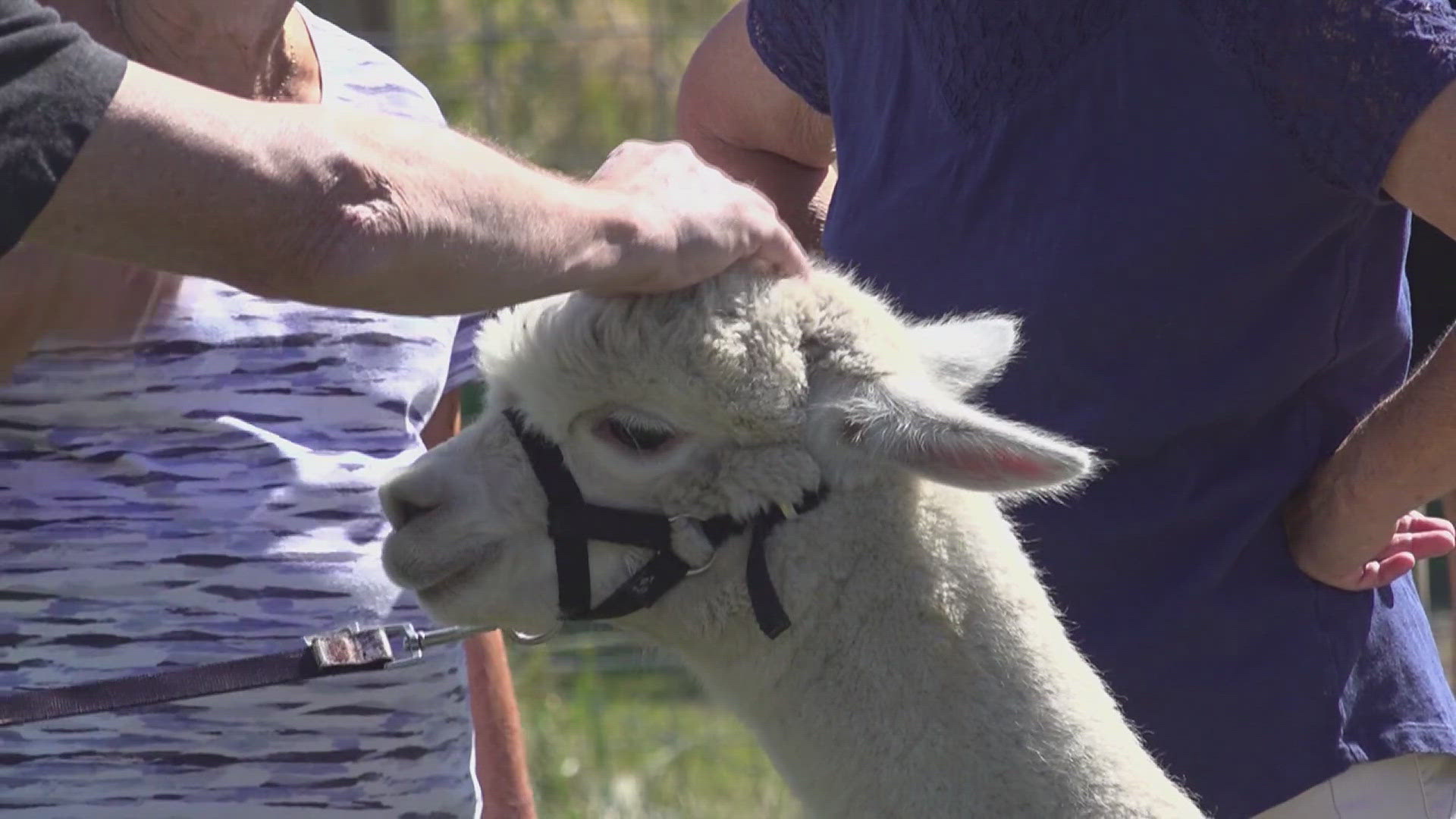 Attendees were able to meet alpacas at Little Ward Farm, learn about how valuable the animal's fur is and see a spinning fiber demo.