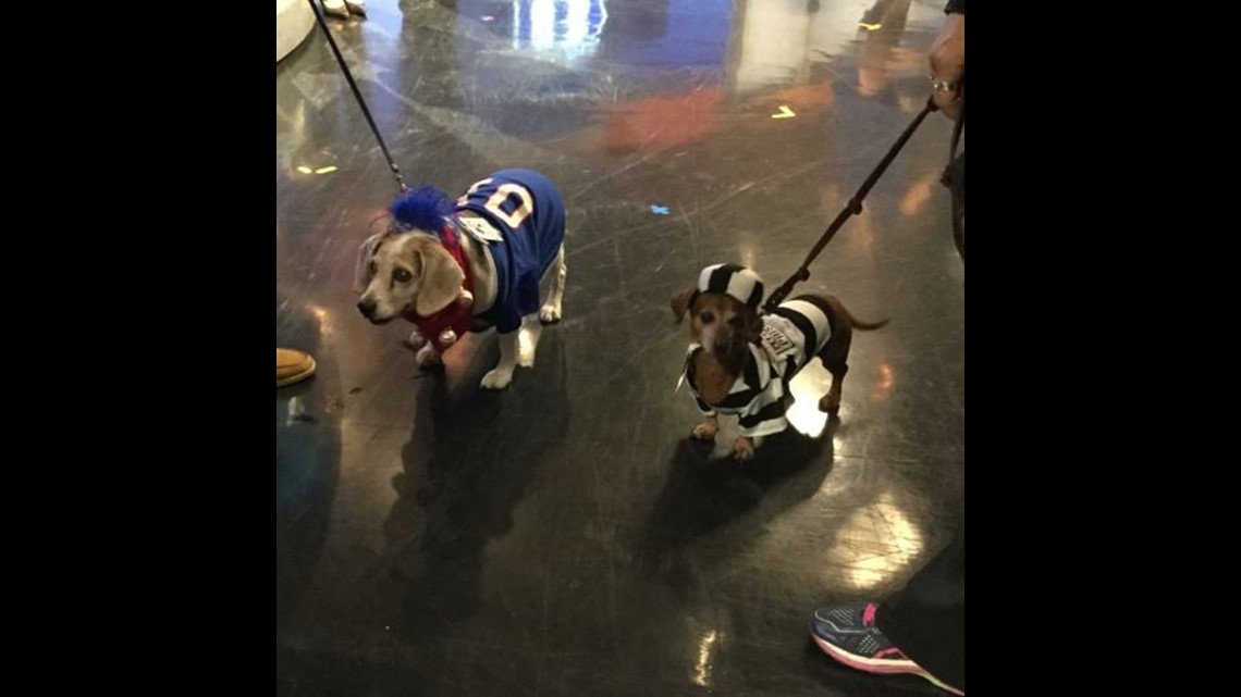 Here are the 10 most popular pet costumes