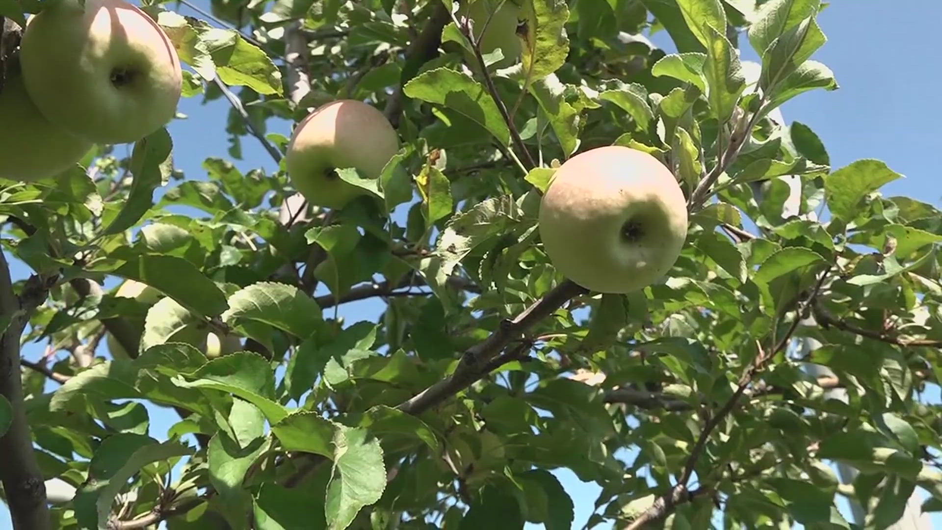 Orchards from Maryland to Michigan are ripening at least two weeks earlier than expected, impacting all varieties of apples.