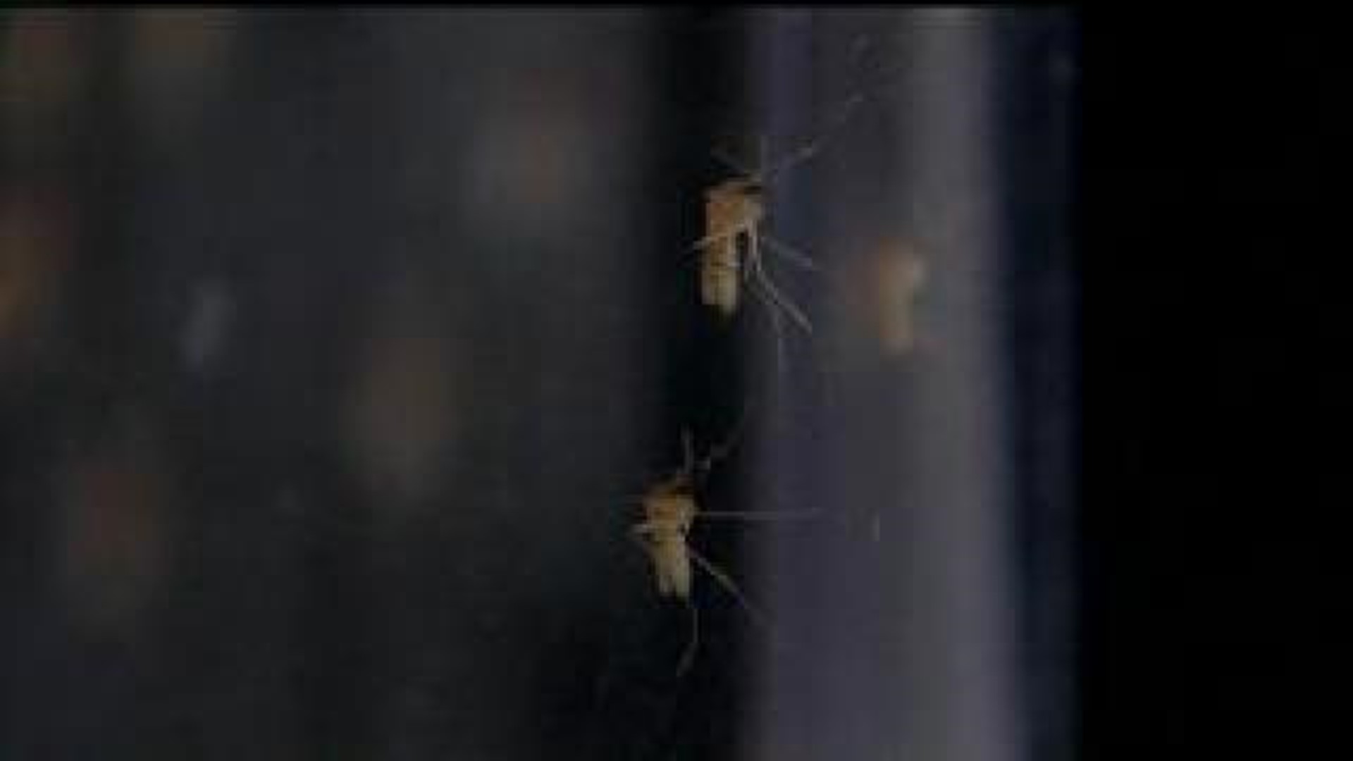 Horse tested positive for West Nile Virus