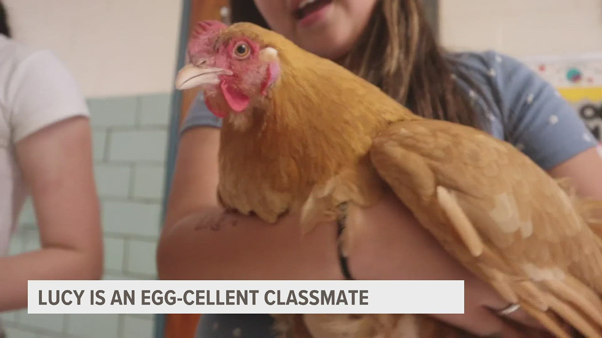 One year old chicken Lucy has children at an Arizona school jumping for joy. Lucy began as a part-time janitor, but spends plenty of time with kids too.