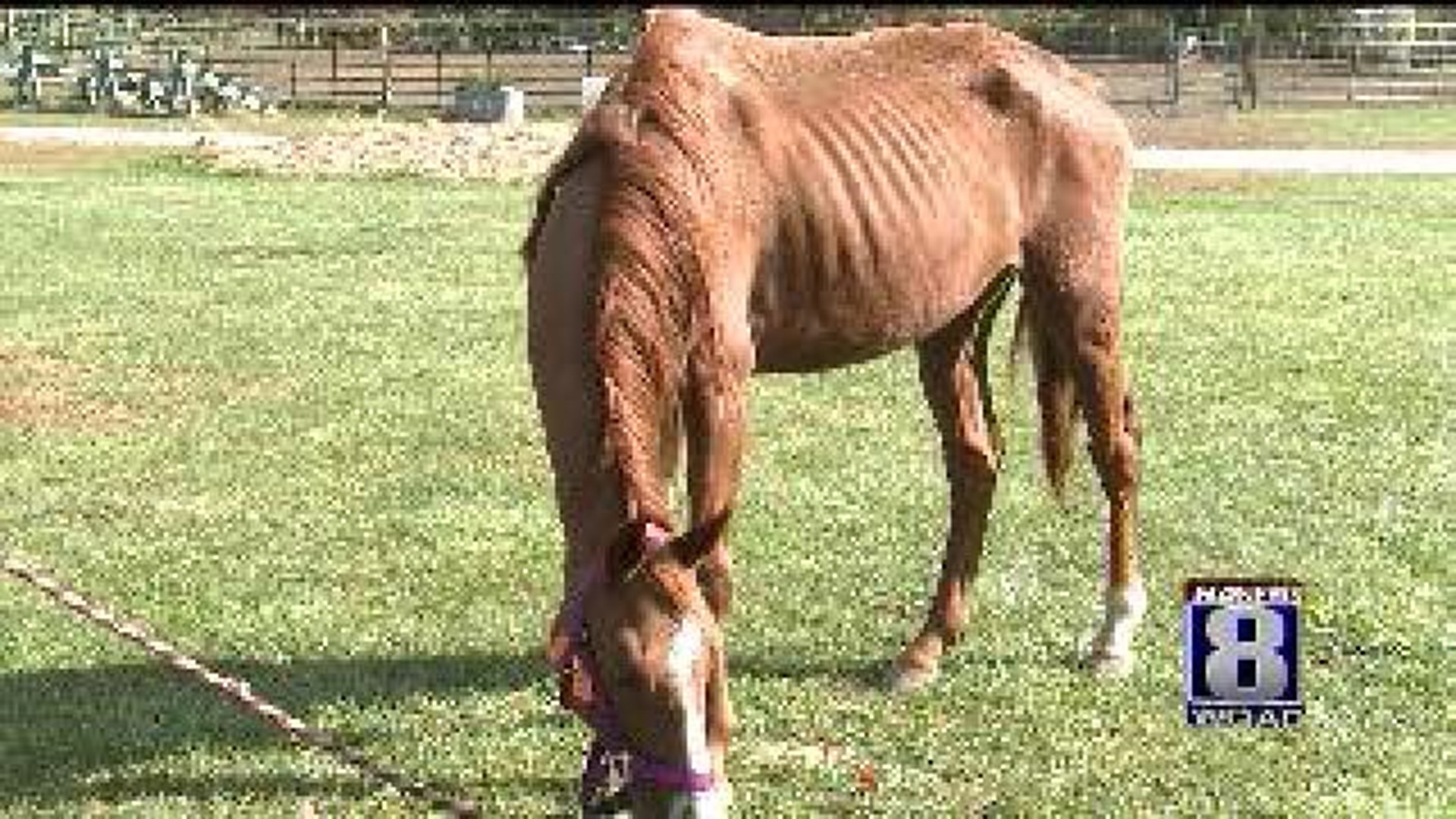 Horses rescued from Rock Island County farm