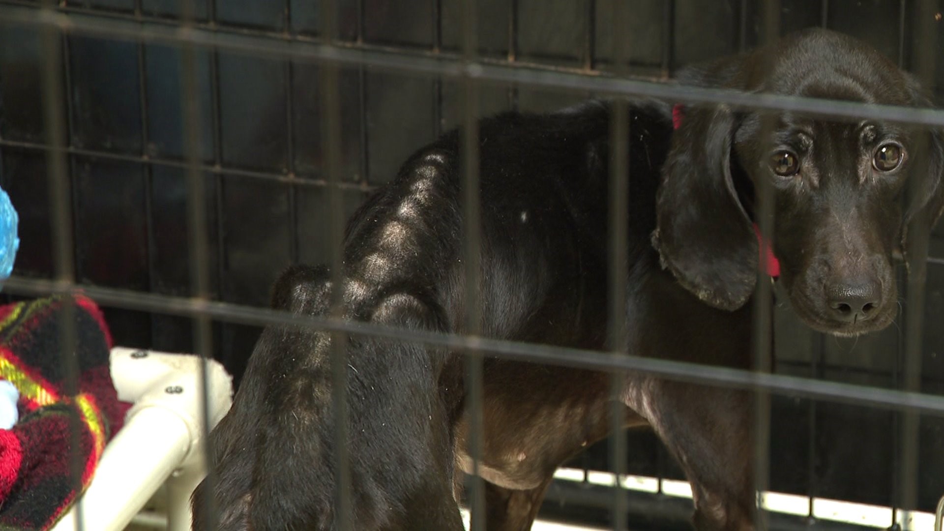 Emaciated dog dropped off at local animal shelter