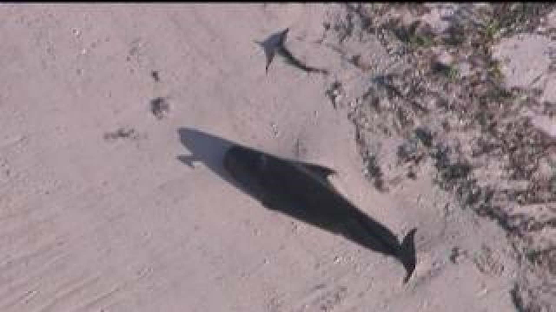 Whales beached in Florida