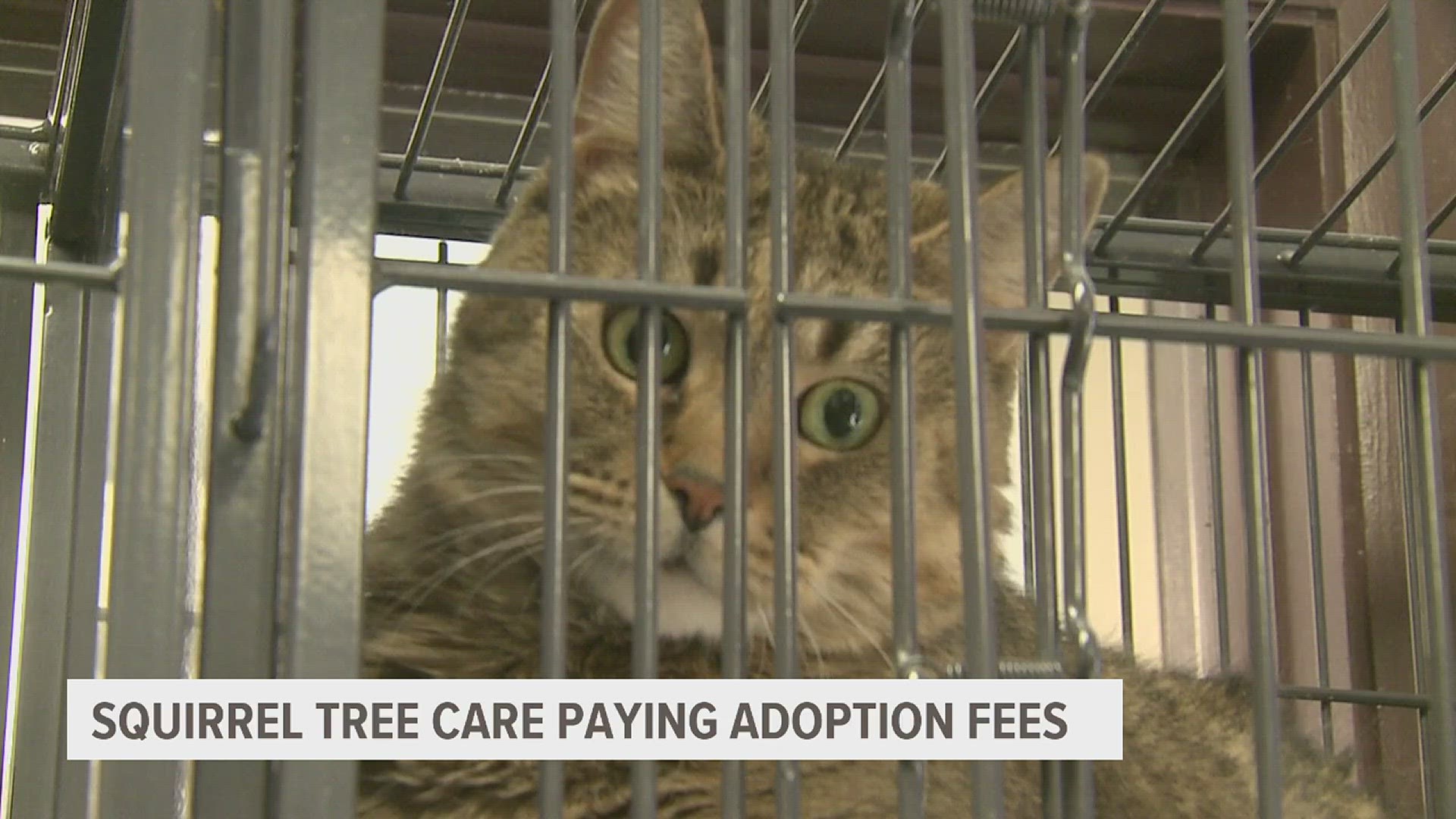 Squirrel Tree Care is paying all adoption fees on Friday in an effort to find these animals a new home.