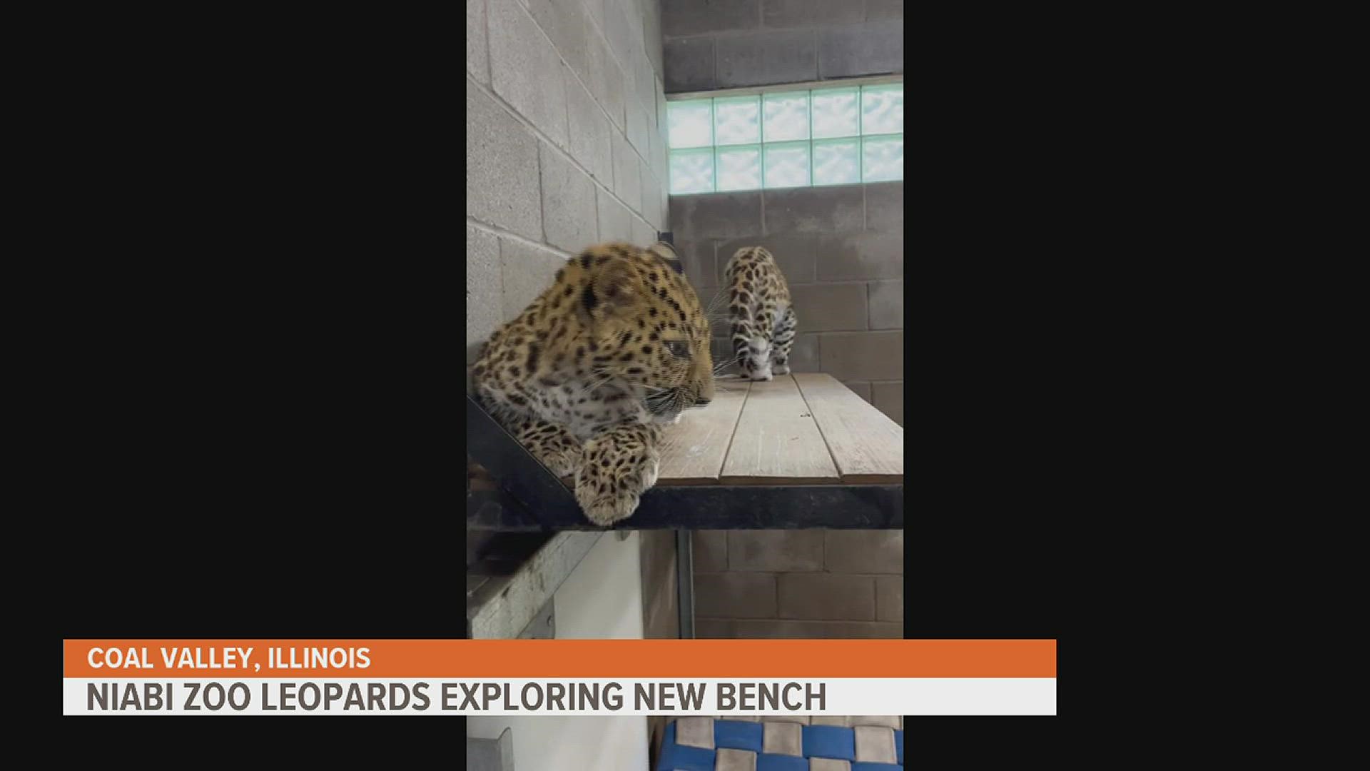 The leopard cubs are exploring a new bench installed in their Coal Valley home.