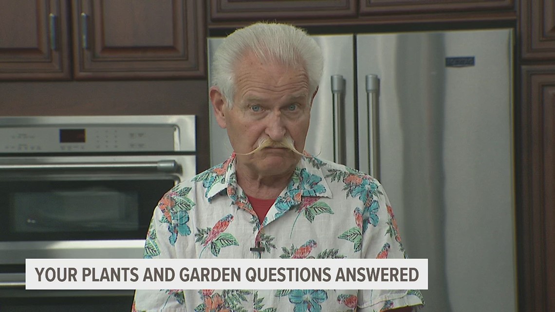 How can I keep the bugs away from my zucchini? Answering your plant