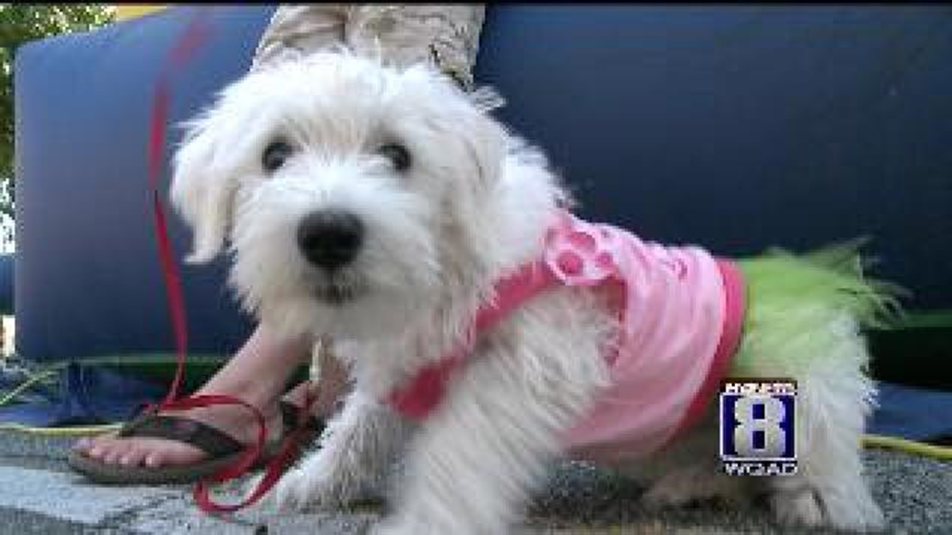 Kindness shown to dogs on hot day