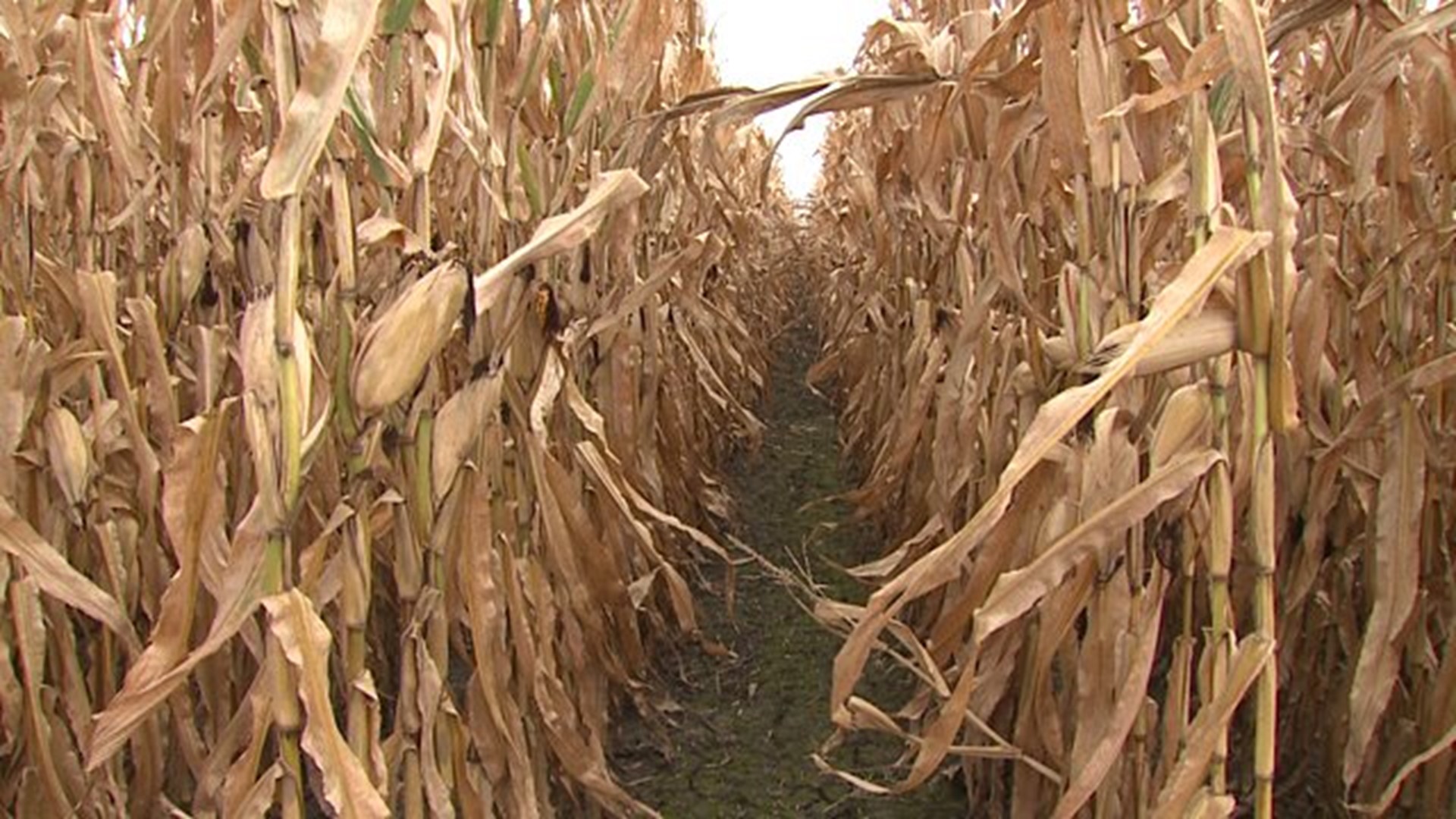 Iowa`s falling farmland prices hit at harvest time in Davenport
