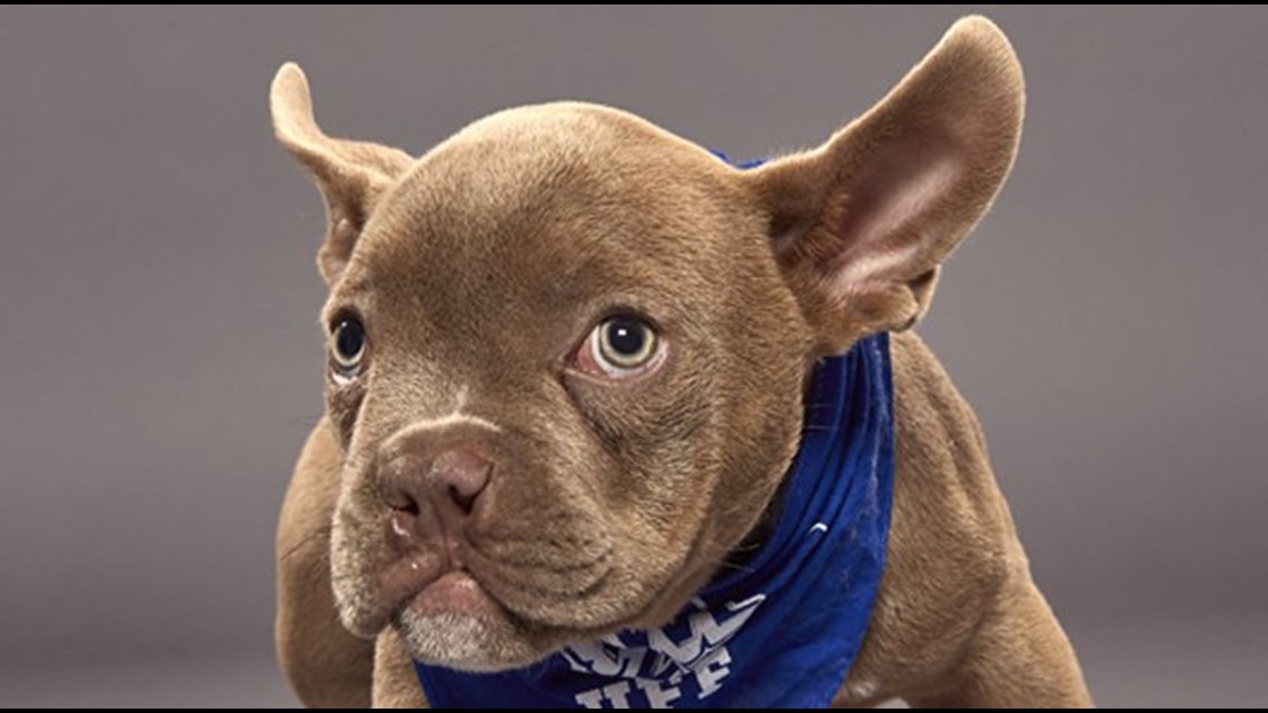 special needs dogs puppy bowl