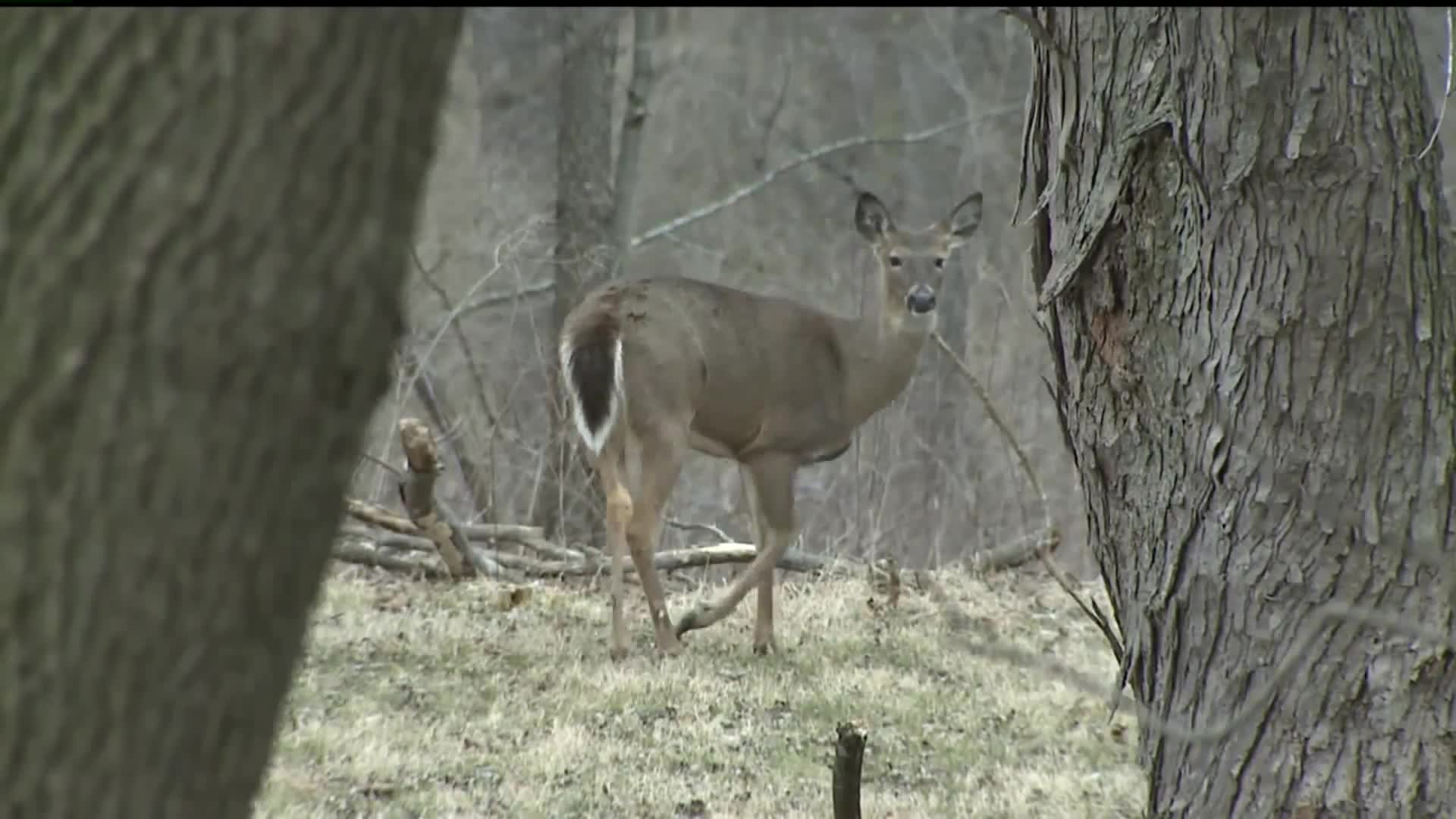 6 new cases of chronic wasting disease in deer