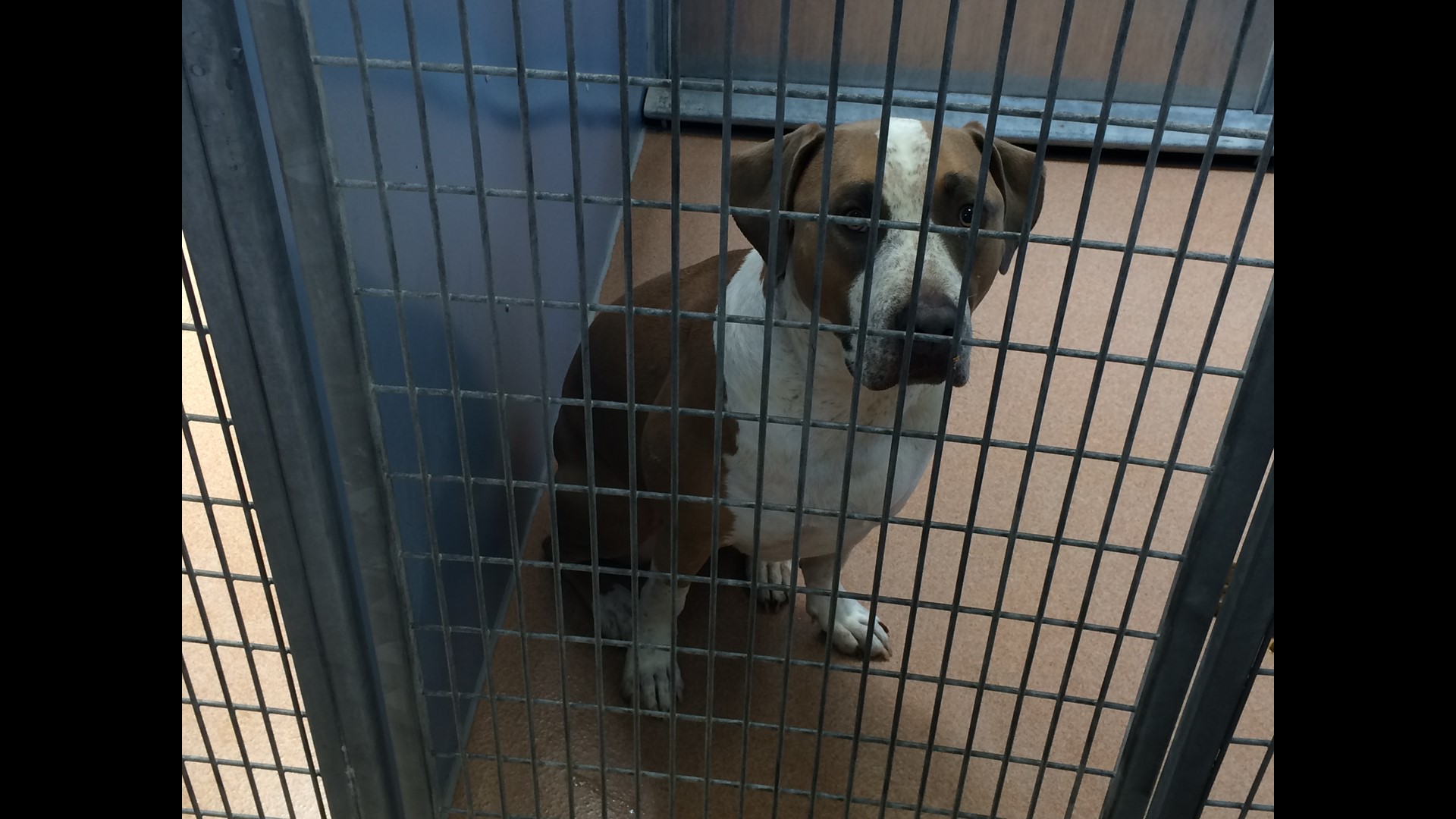 3-day-old baby mauled to death by family dog | wqad.com
