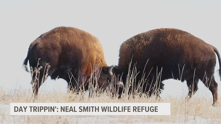 Recreating the rolling hills and prairie habitats of Iowa's past at Neal Smith Wildlife Refuge | Day Trippin'