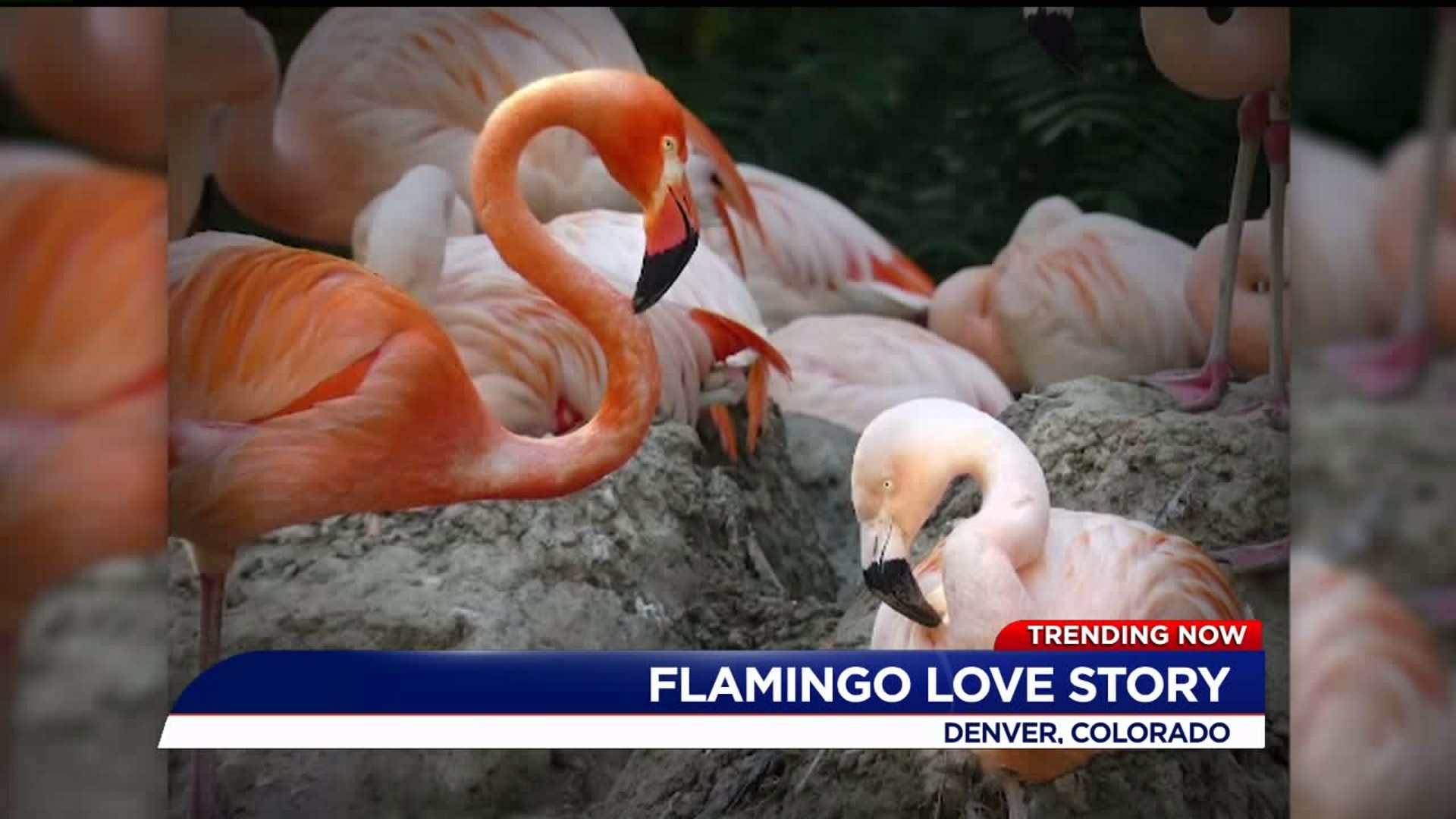 Denver Zoo says two male flamingos have been together for several years, could raise chick