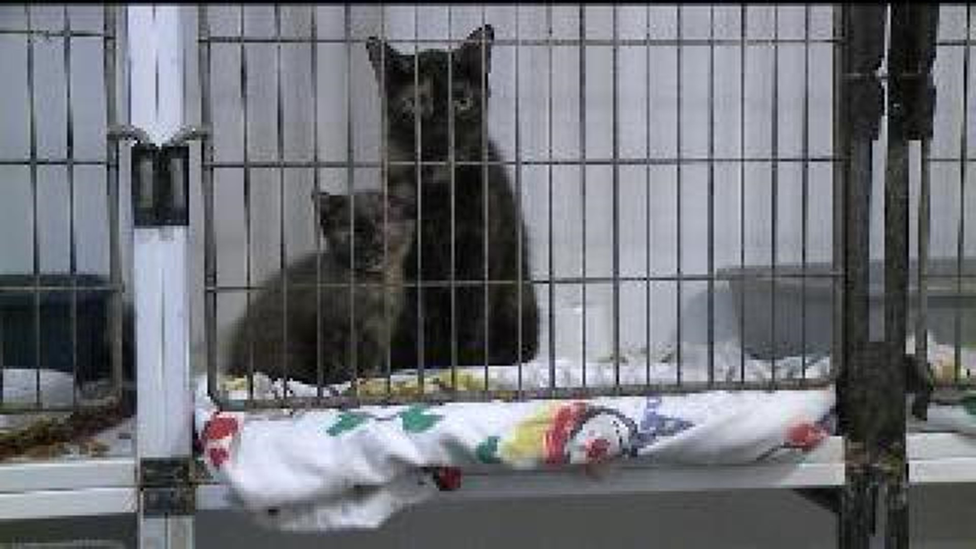 70 cats found in Monmouth residence