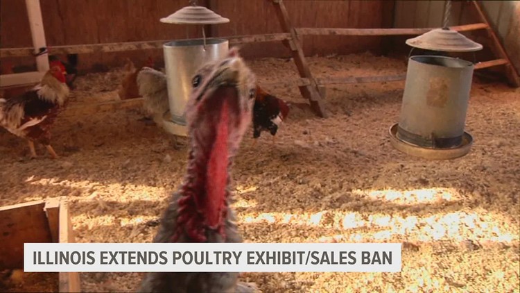 Illinois extends poultry exhibits, sales ban