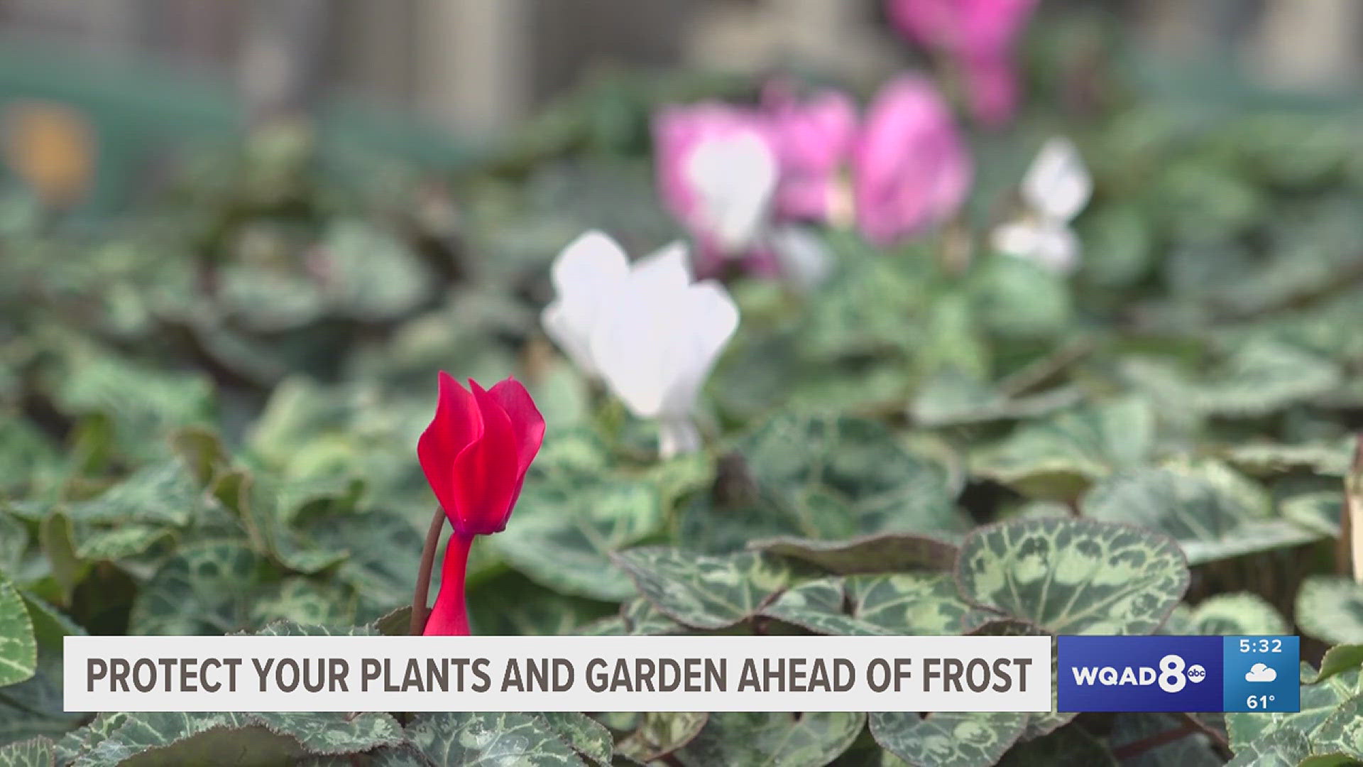 News 8 spoke with our very own plants and garden expert Craig Hignight about how to protect plants ahead of the first predicted frost of the year.