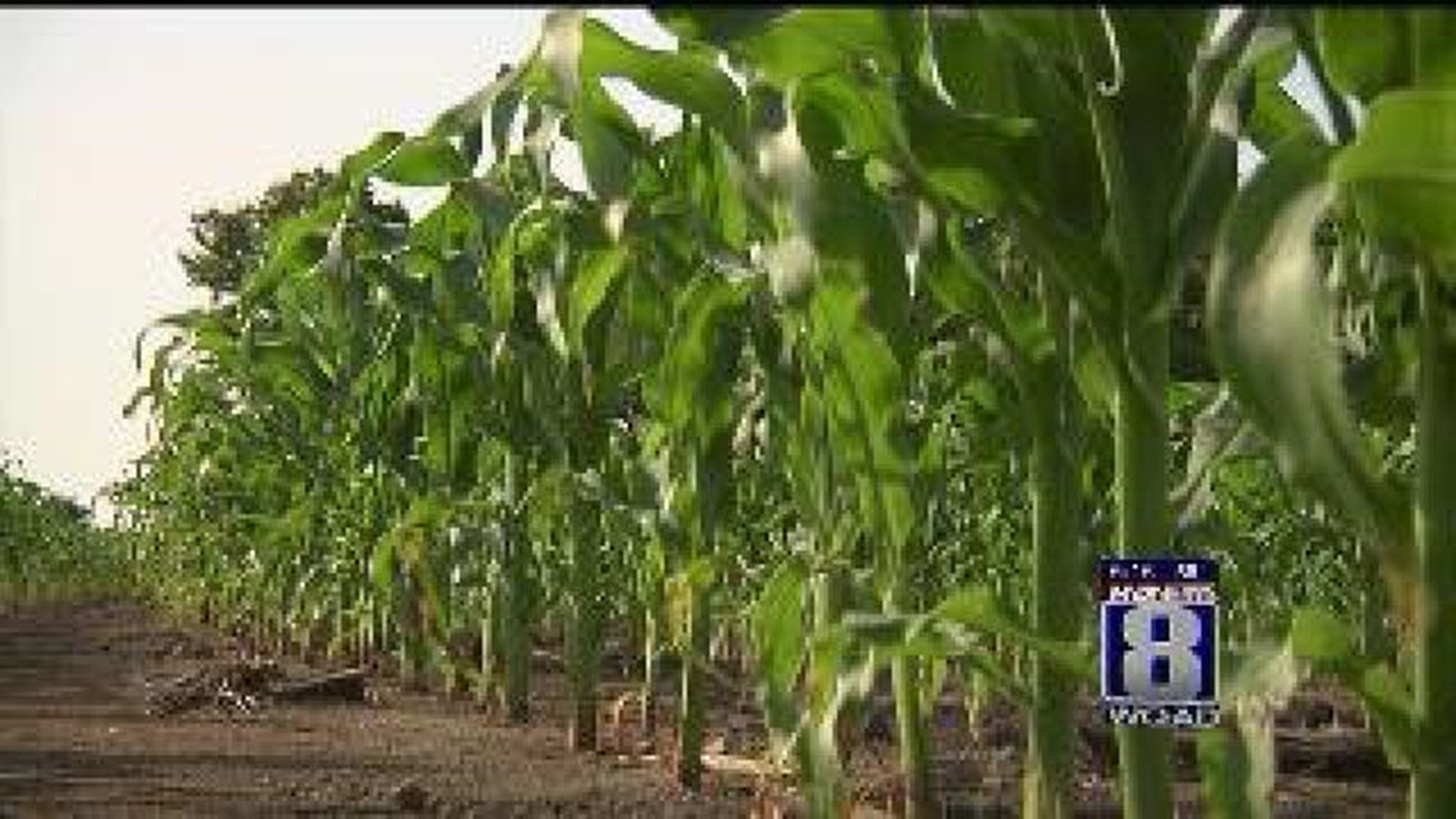 Ag in the AM: Crop Conditions Good, More Rain Needed