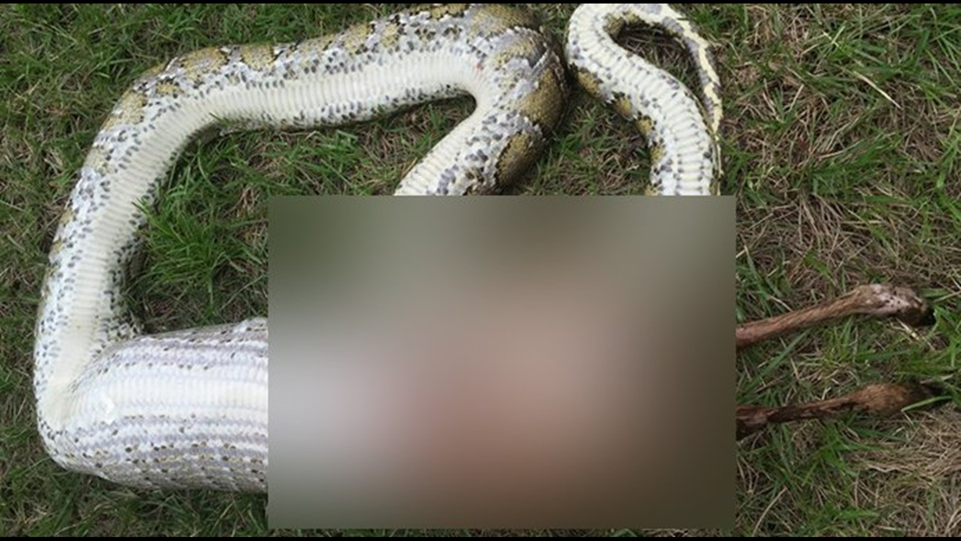 Python swallows white-tailed deer that outweighed it in record-setting ...