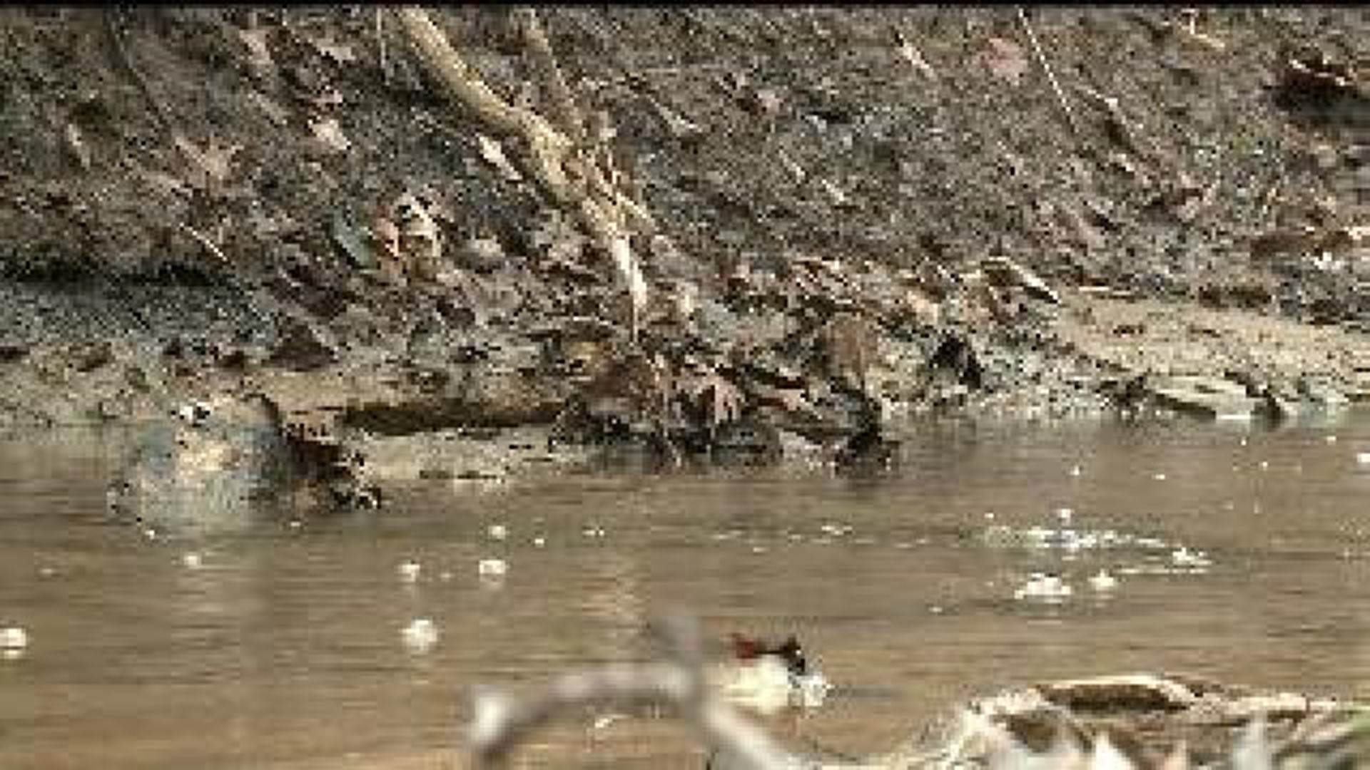 Local creek polluting Quad City drinking water