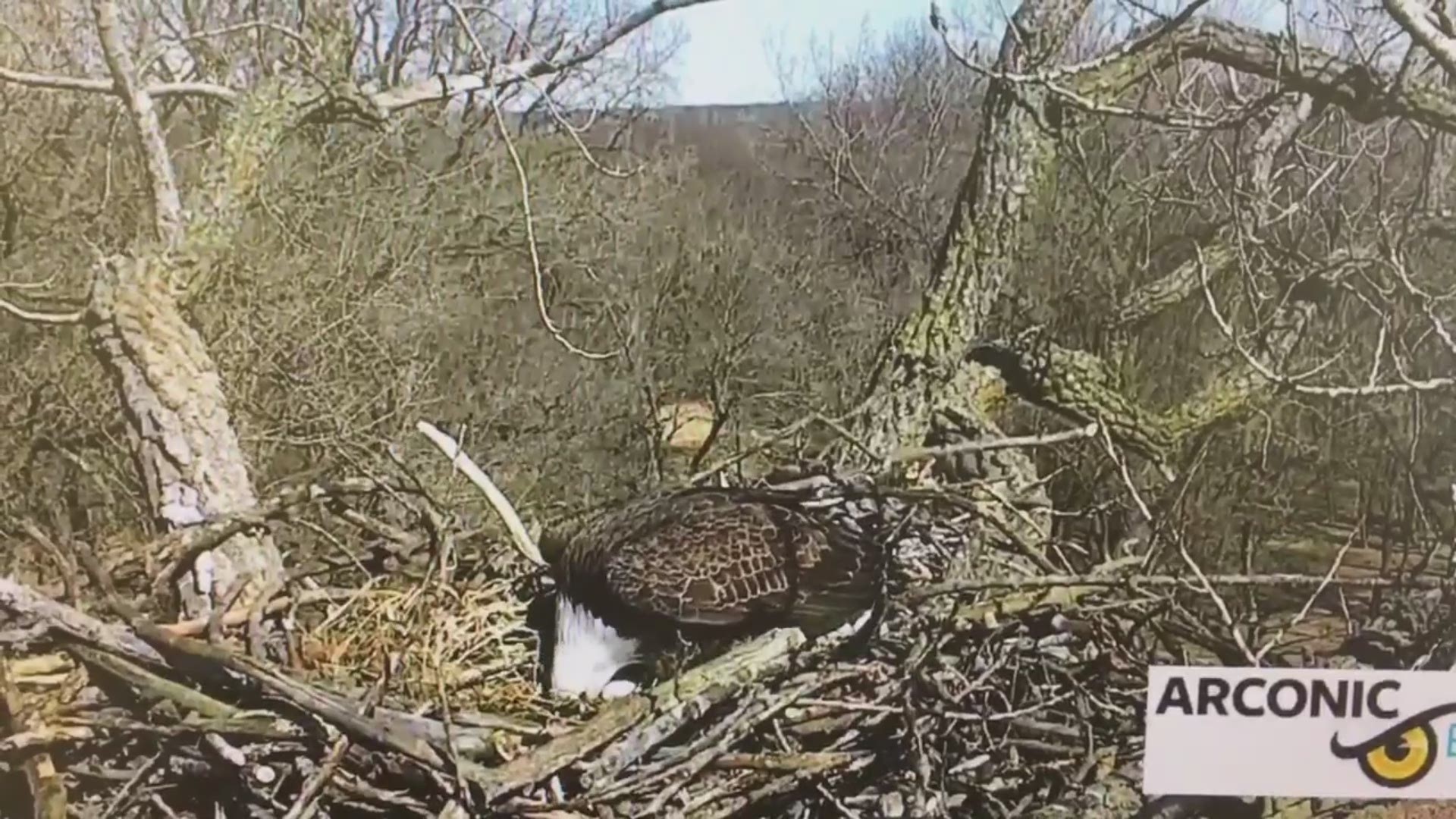 The first egg of the season was laid on March 6th!