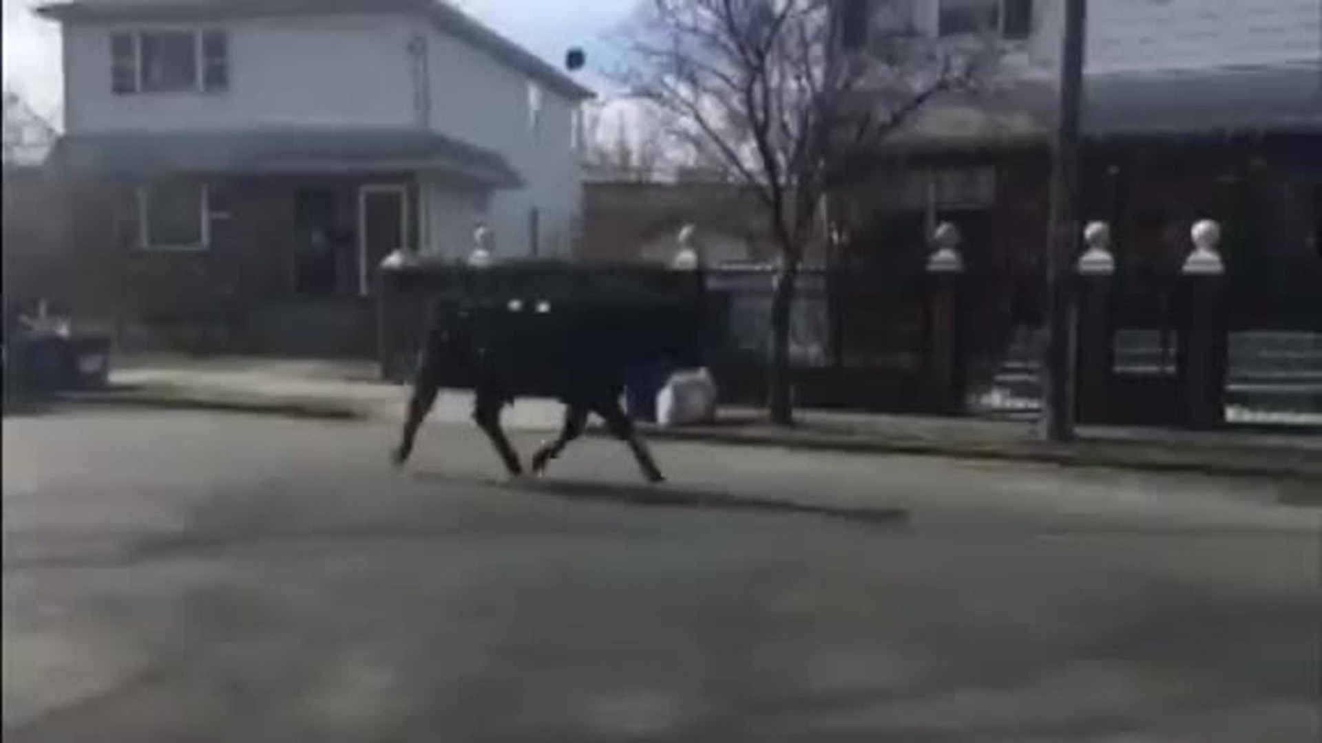 Bull escapes slaughterhouse, runs streets of New York