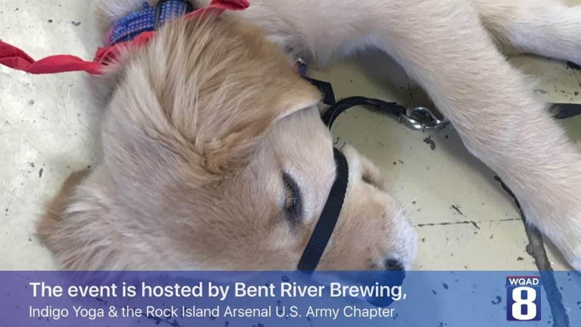 Puppy Yoga Beer event
