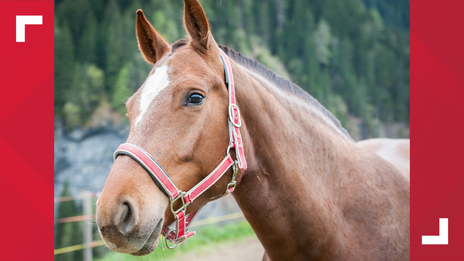 Hundreds gather for Iowa horse auction, defying guidelines