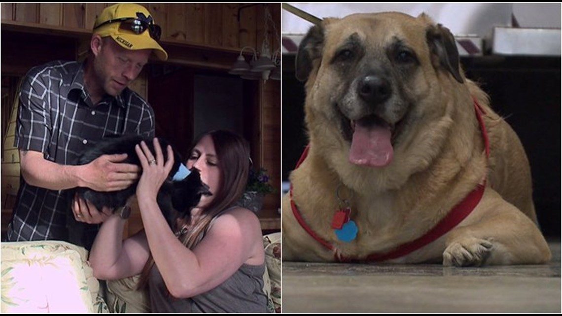 Family dog finds missing cat alive, hiding in floor months after house ...