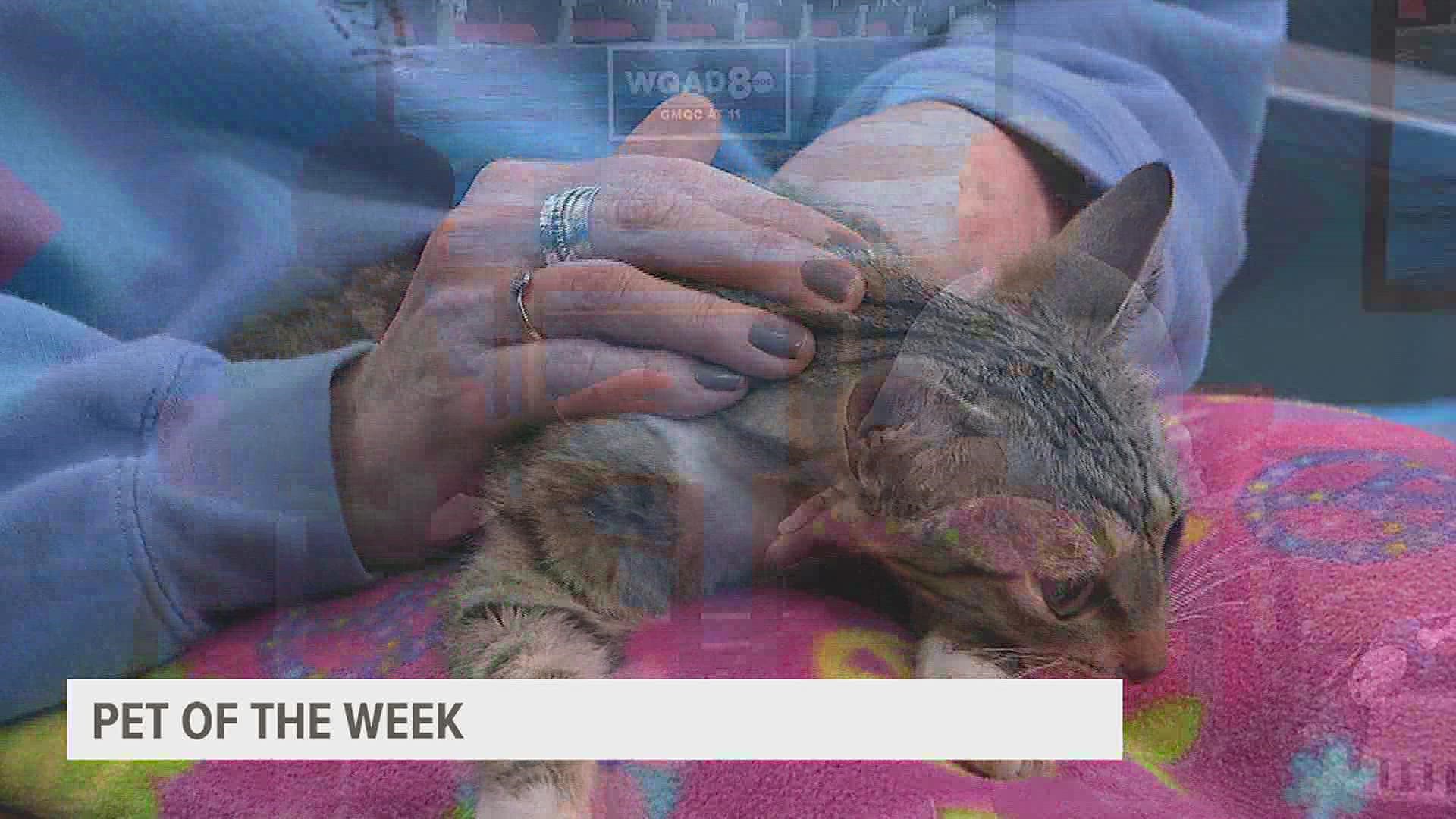 The Quad City Animal Welfare Center's Pet of the Week for Monday, May 2, 2022 is Flipper!