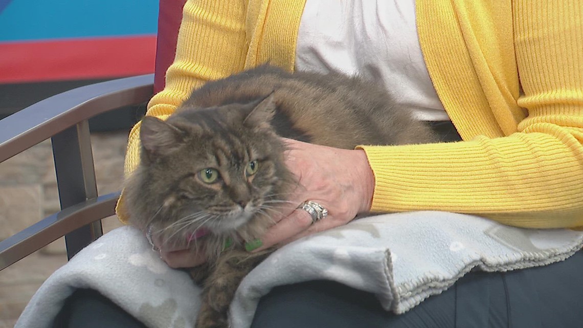 PET OF THE WEEK: Pepper the cat
