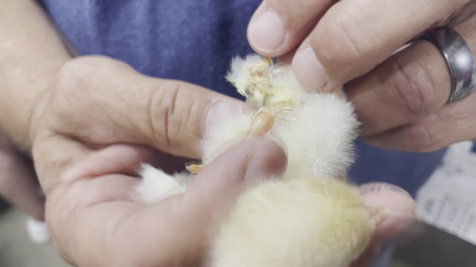 Gary Kaasa has been raising chickens for three decades. During this year's fair, a chick unlike any he'd seen before was born.