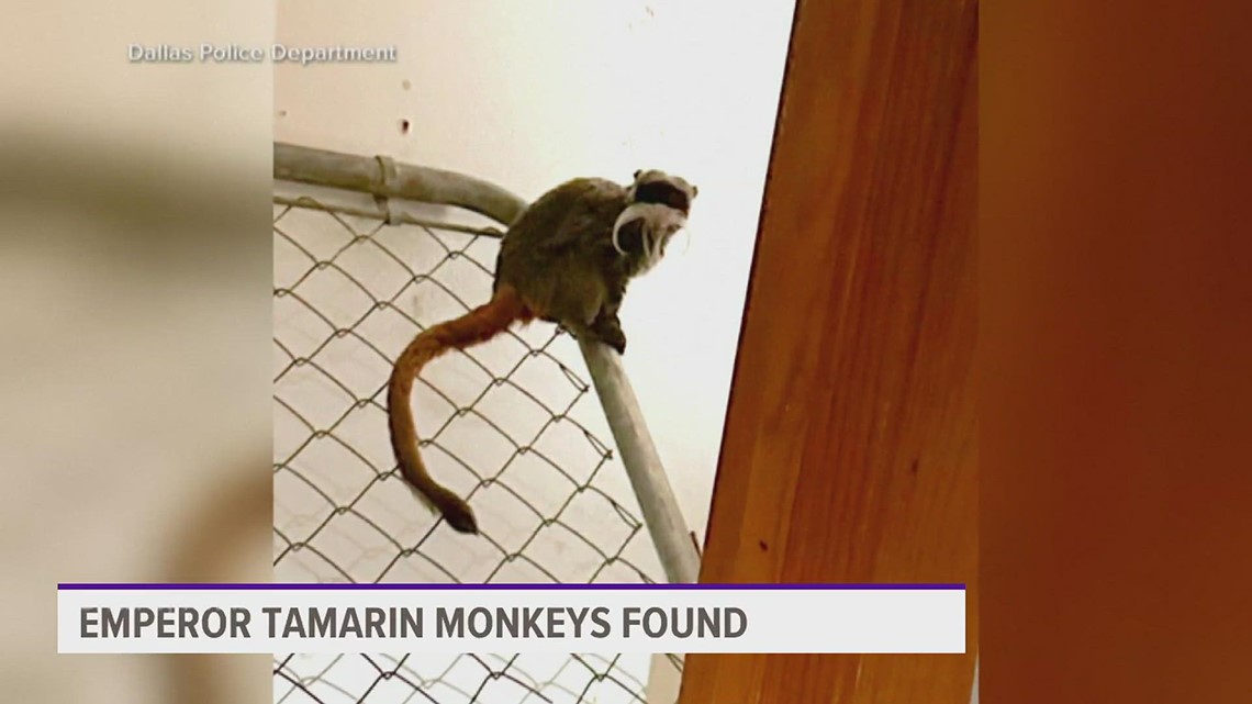 Missing Dallas Zoo monkeys found by police
