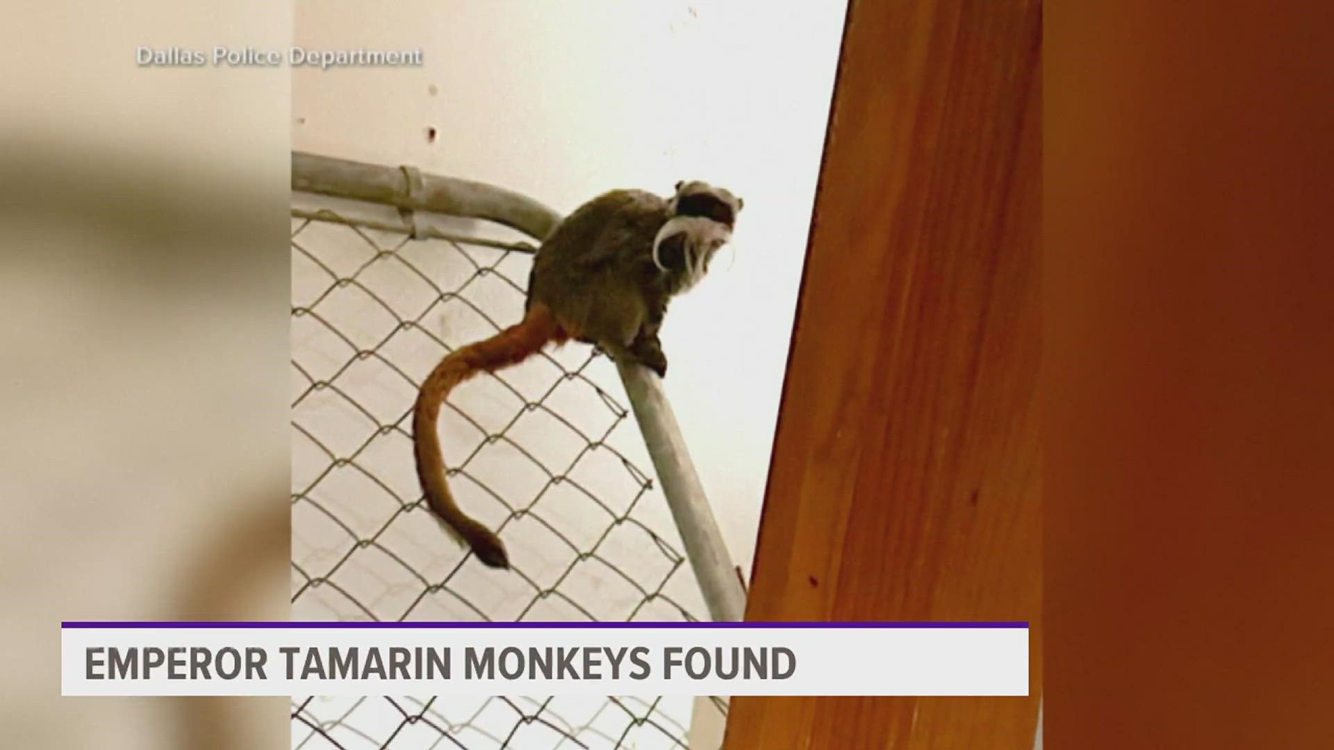 The two emperor tamarin monkeys had gone missing on Monday. Authorities believe they were intentionally taken.