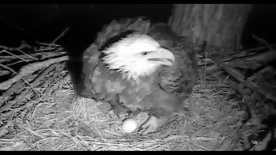 Two Nests, Two New Eggs