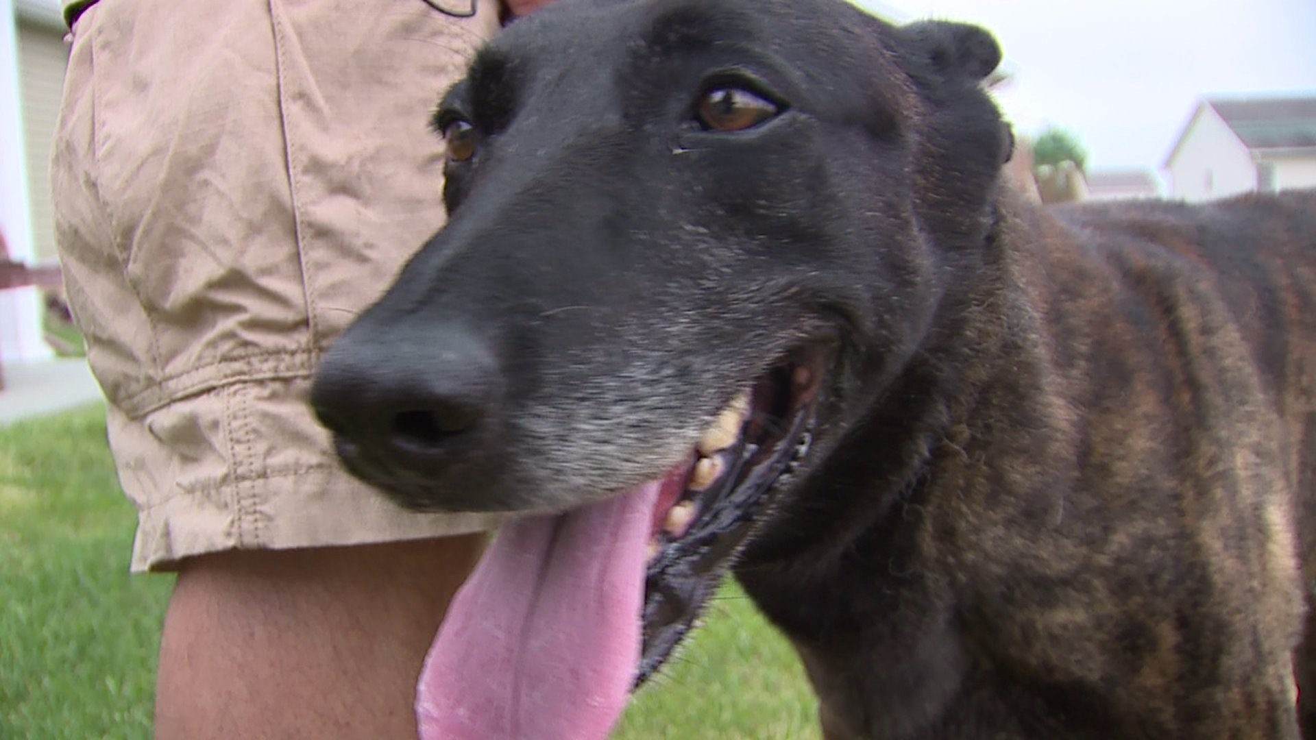 Jackson County K9 retired earlier than expected