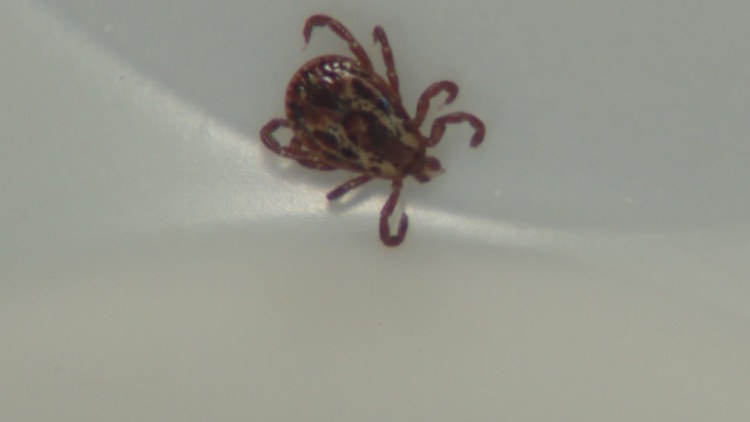 Tick bites are sending more people to the ER. Here's how to protect yourself
