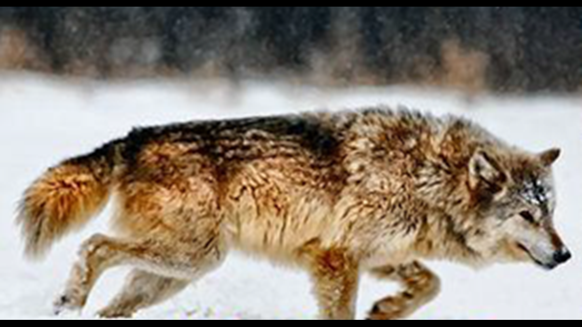 Gray wolf returned to endangered list in Iowa and Illinois