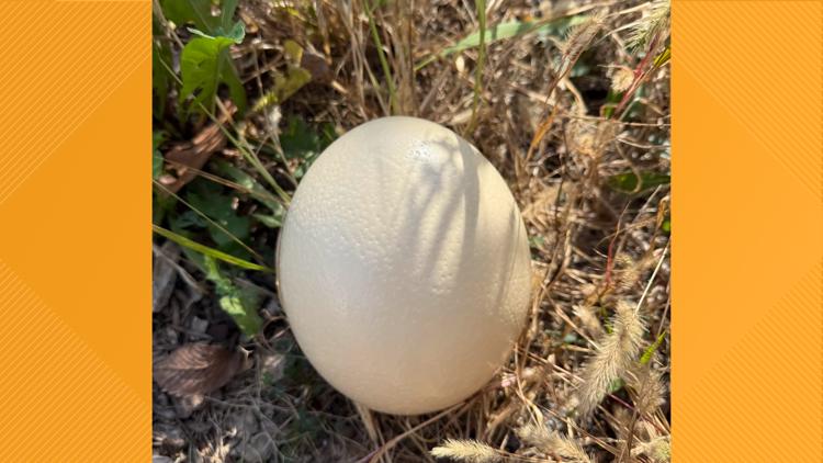 Niabi Zoo opens 2026 season Tuesday with daily ostrich egg hunt