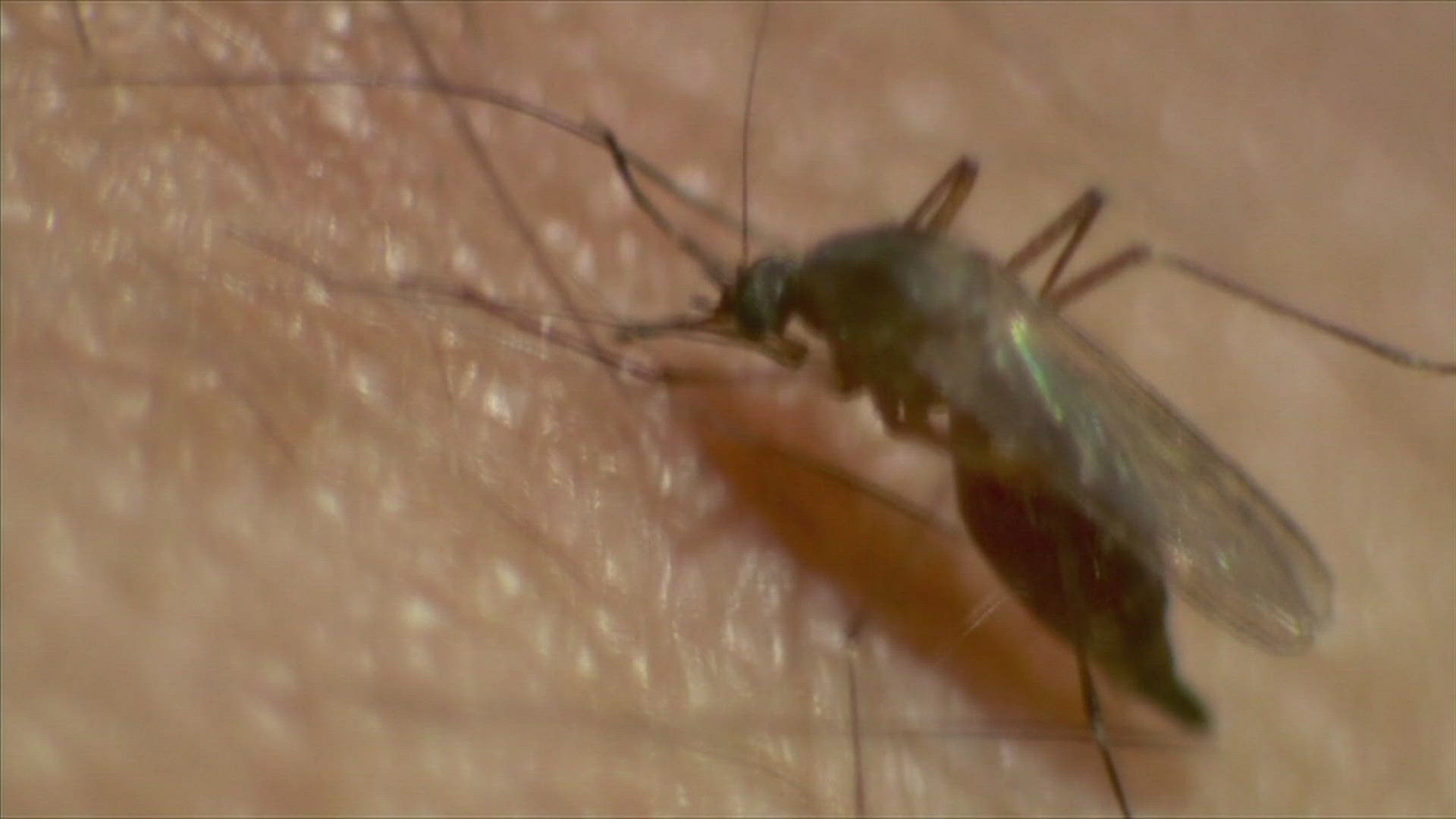 Iowa State University researchers routinely monitor mosquitoes across the state and detected the Asian Tiger Mosquito in Clinton County.