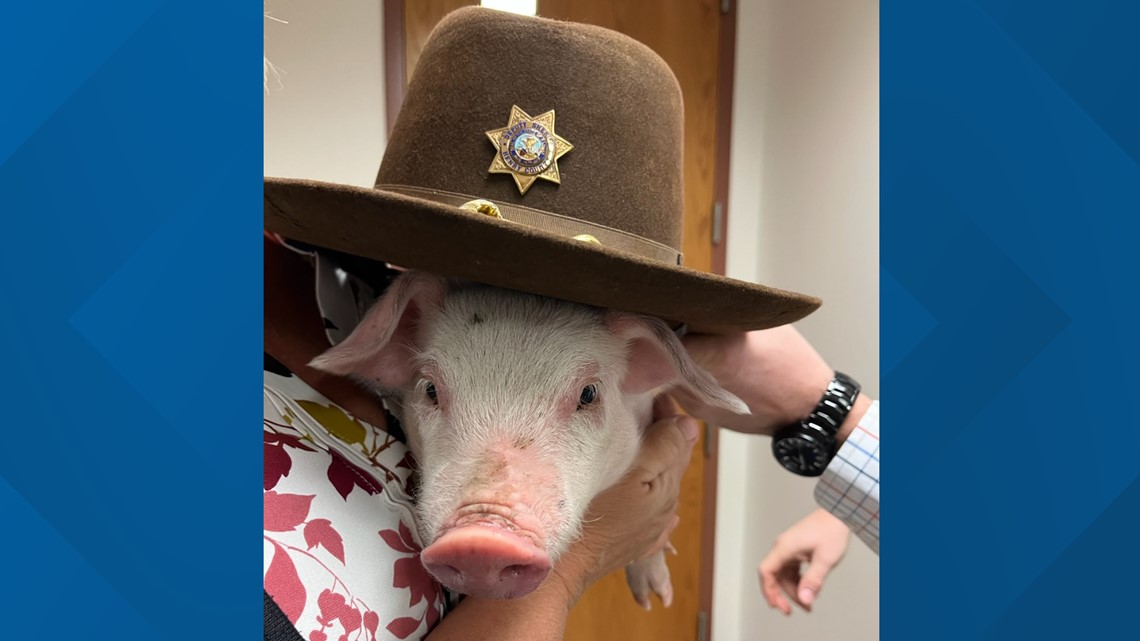Henry County Sheriff's Department rescues piglet from I-74 - Vimarsana News