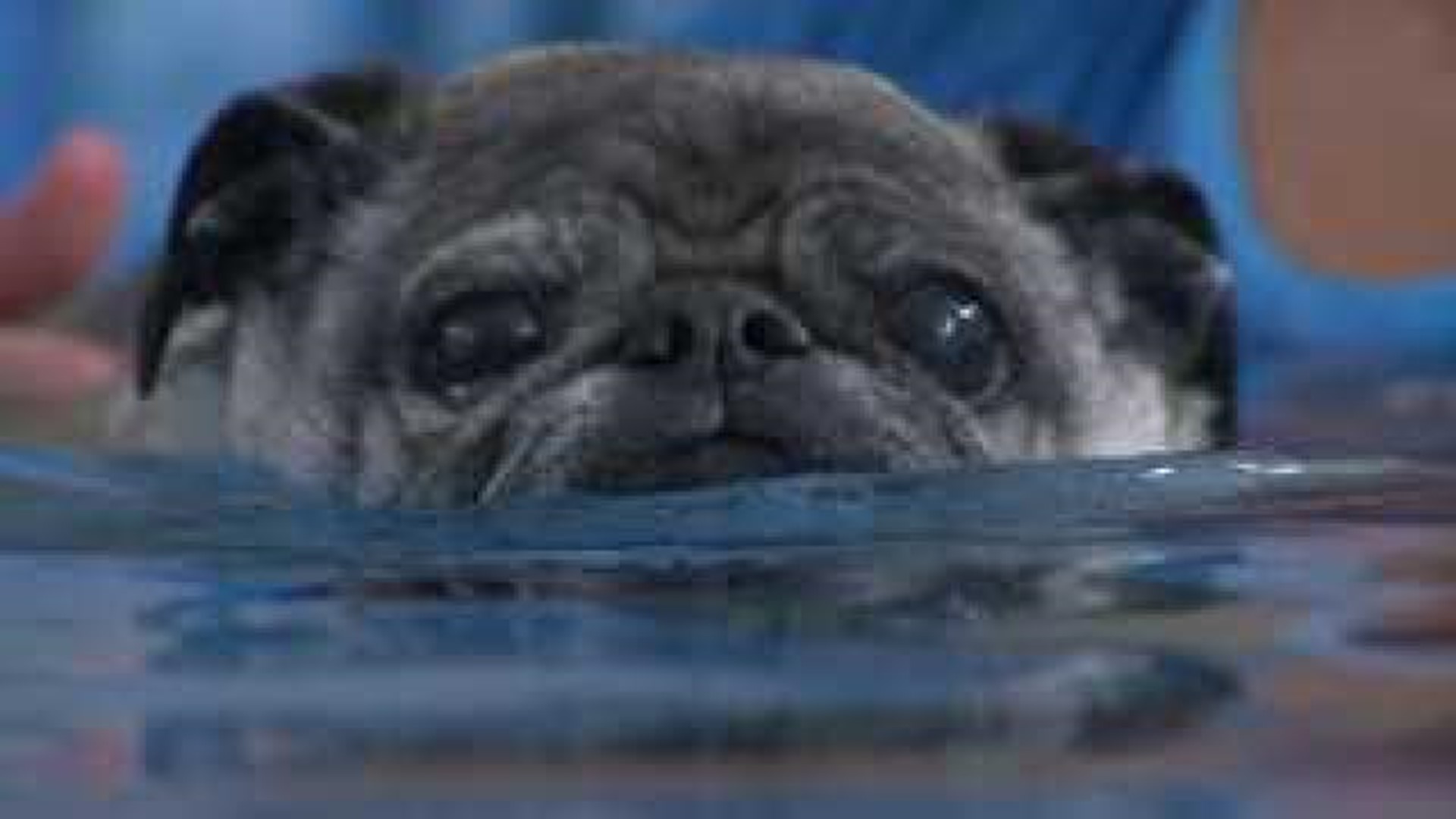 The Paddling Pooch makes a splash with canine hydrotherapy