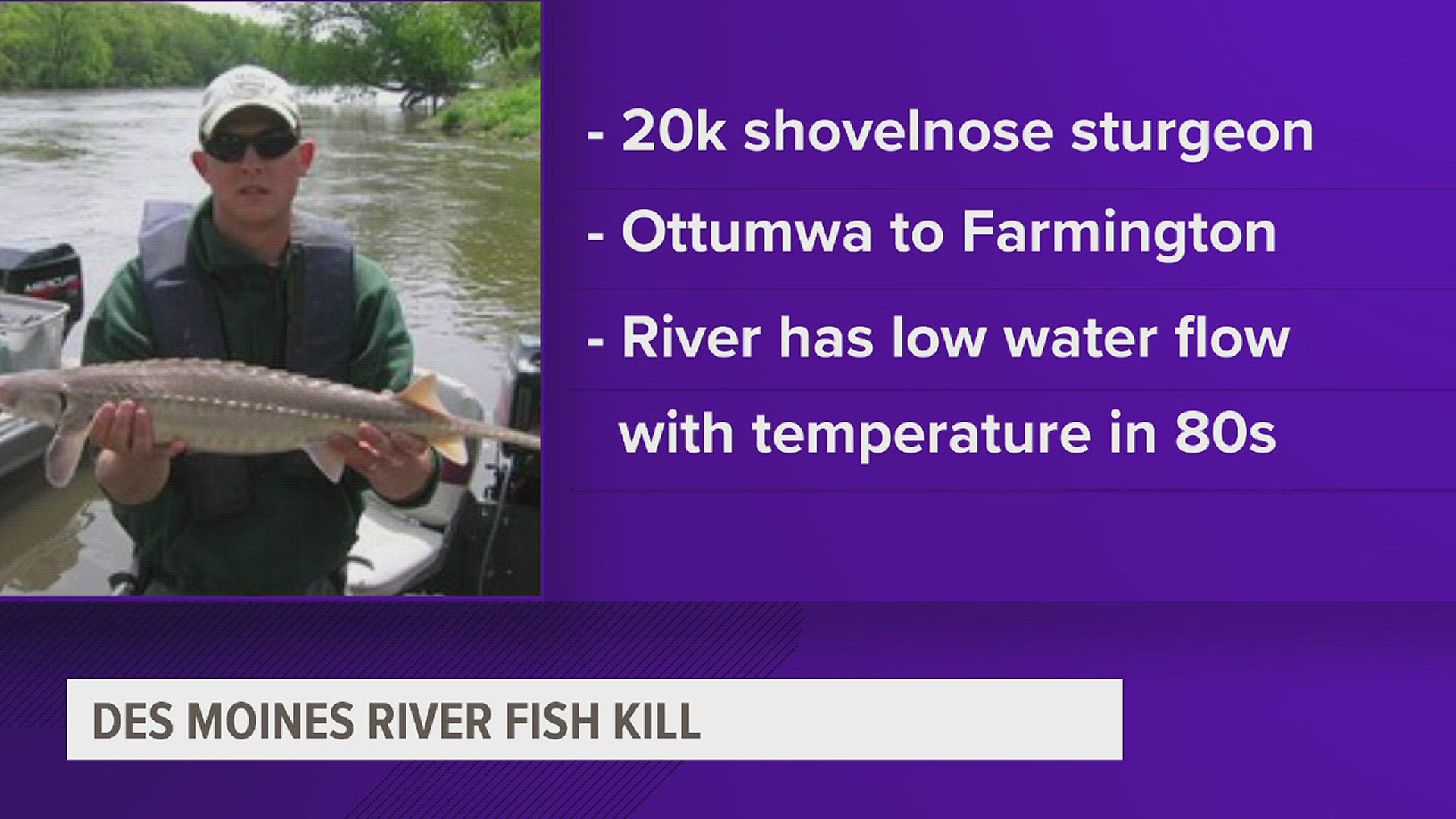 Dead fish were found from Ottumwa to Farmington. The river water was in the high 80s and had low water flow.